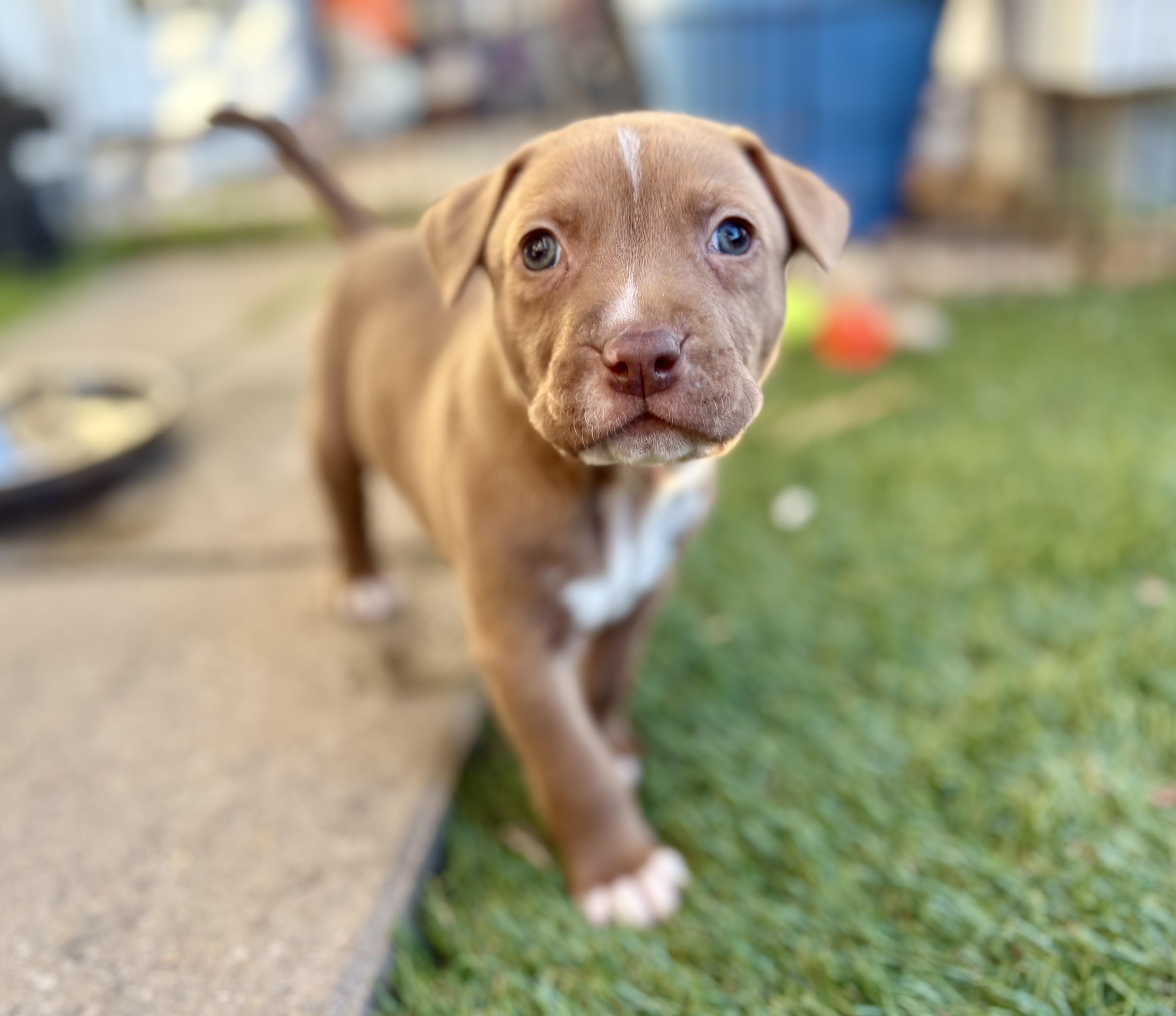 NEVILLE, a ADOPTABLE Pit Bull Terrier in San Diego, CA image 4/6