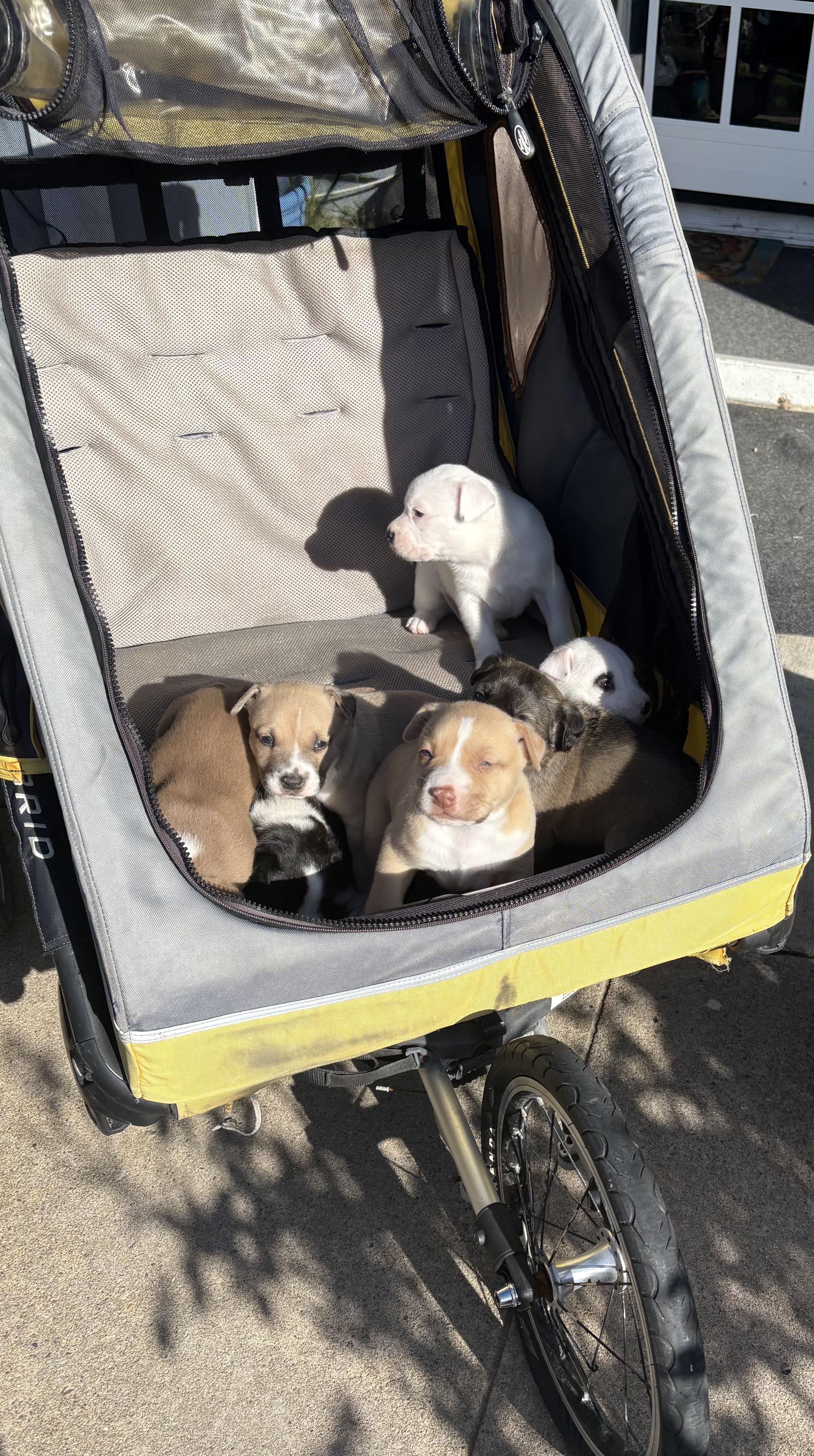 NEVILLE, a ADOPTABLE Pit Bull Terrier in San Diego, CA image 5/6