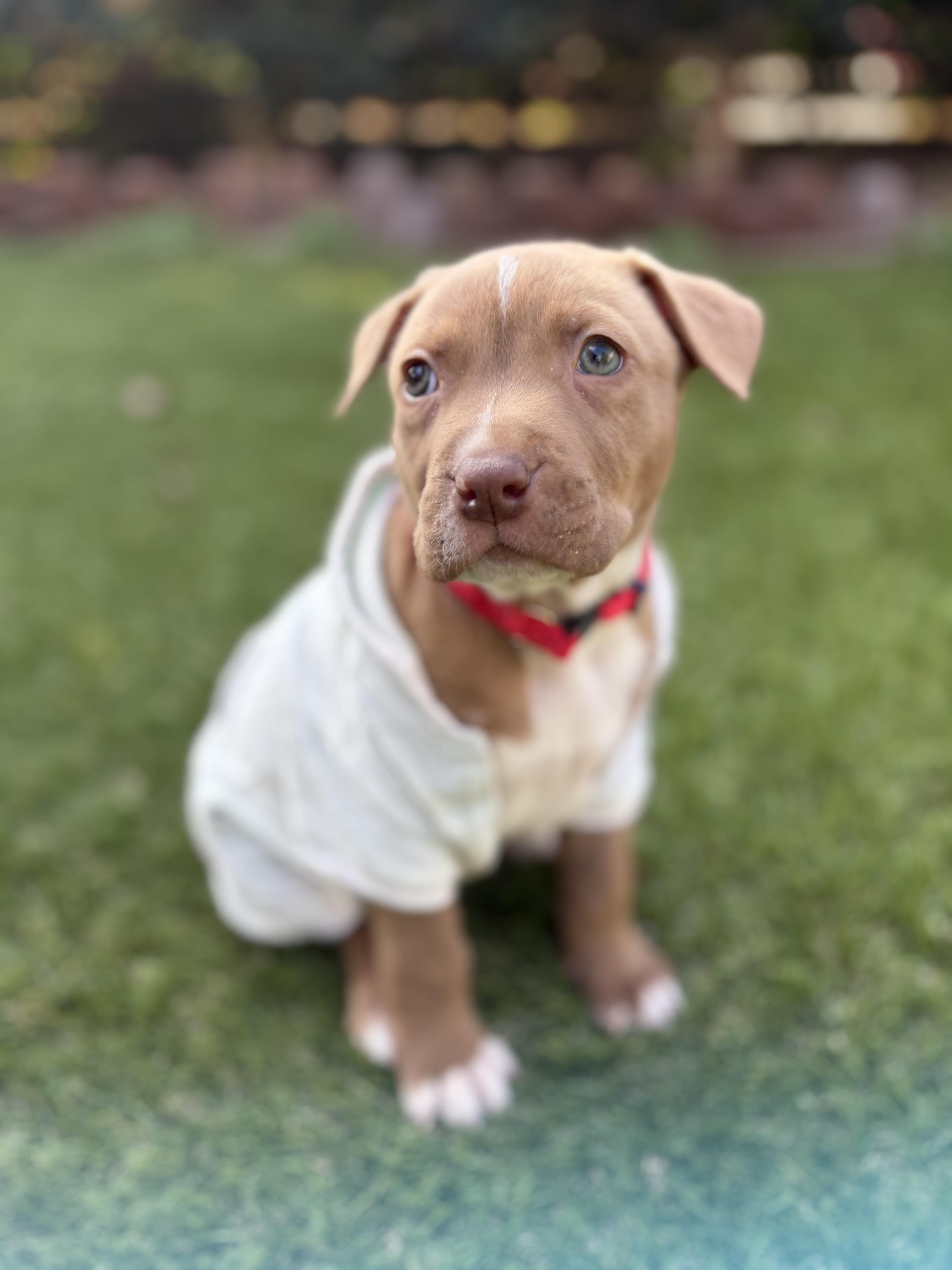 Enlarge NEVILLE, a ADOPTABLE Pit Bull Terrier in San Diego, CA image 4/6