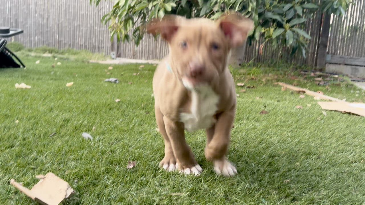 Enlarge NEVILLE, a ADOPTABLE Pit Bull Terrier in San Diego, CA video 6/6
