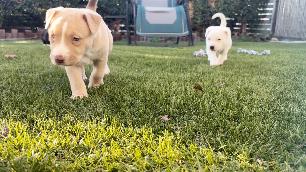 Enlarge NEVILLE, a ADOPTABLE Pit Bull Terrier in San Diego, CA video 6/6