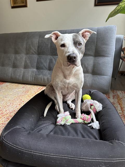 RUCA, Adoptable, Senior Female Pit Bull Terrier & Mixed Breed.