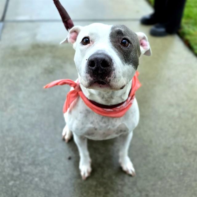 Enlarge RUCA, a Adoptable mixed breed in Long Beach, CA image 1/1