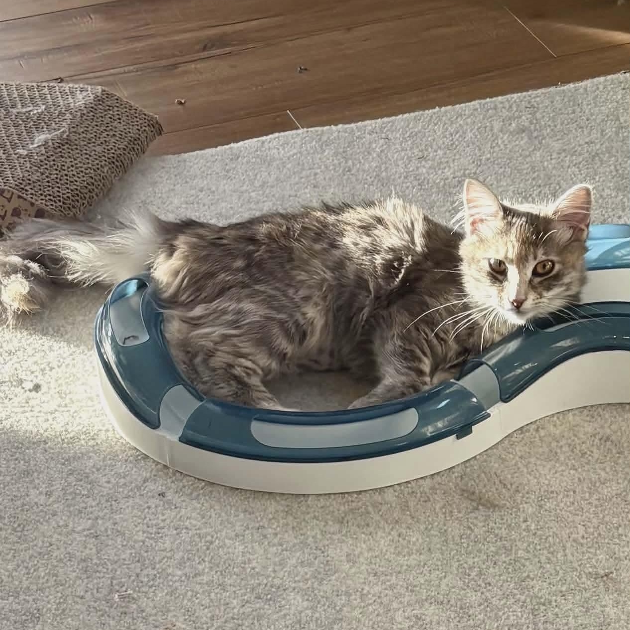 Enlarge Lisa - Simpson kitten, a ADOPTABLE mixed breed in Gladstone, OR image 6/6