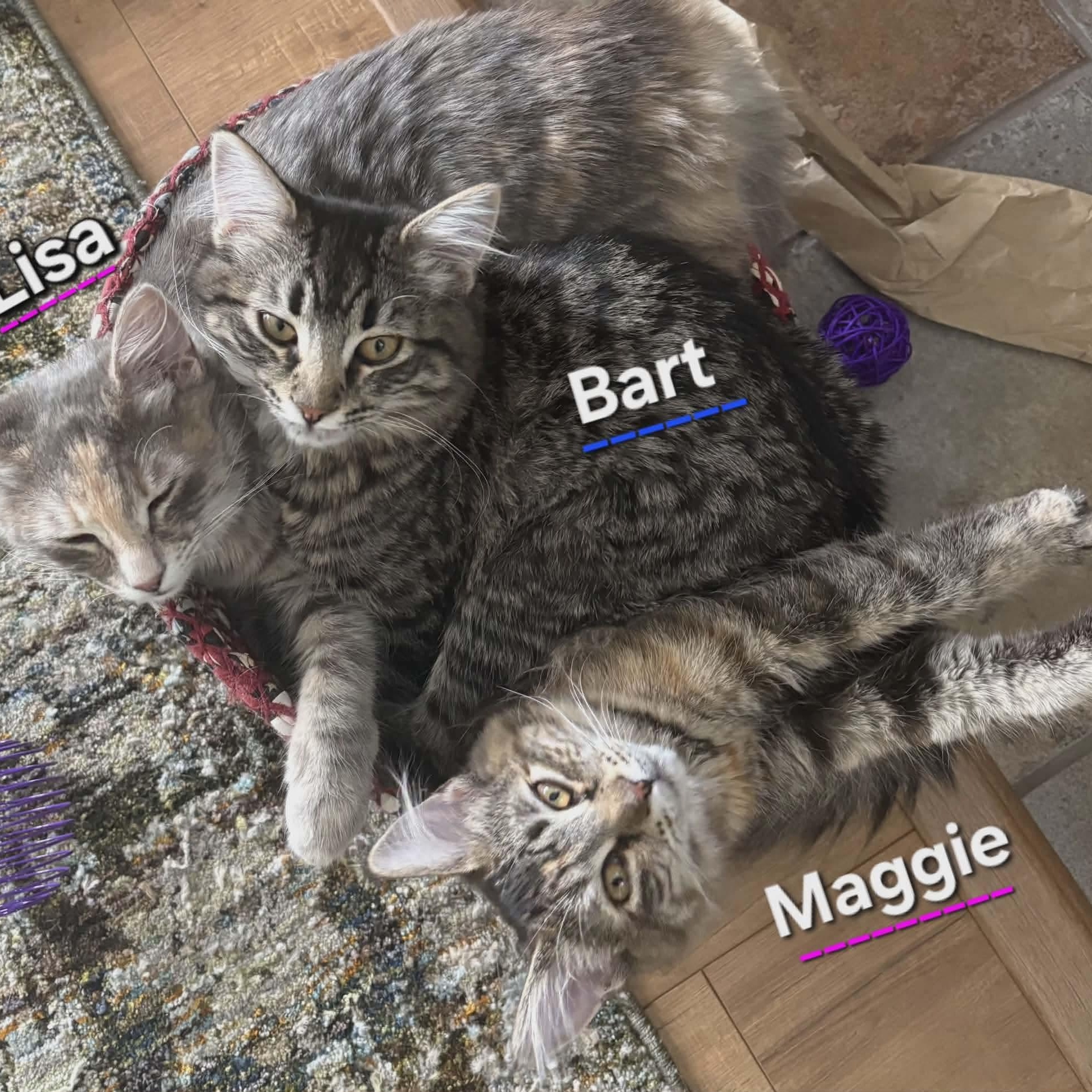 Enlarge Lisa - Simpson kitten, a ADOPTABLE mixed breed in Gladstone, OR image 5/6