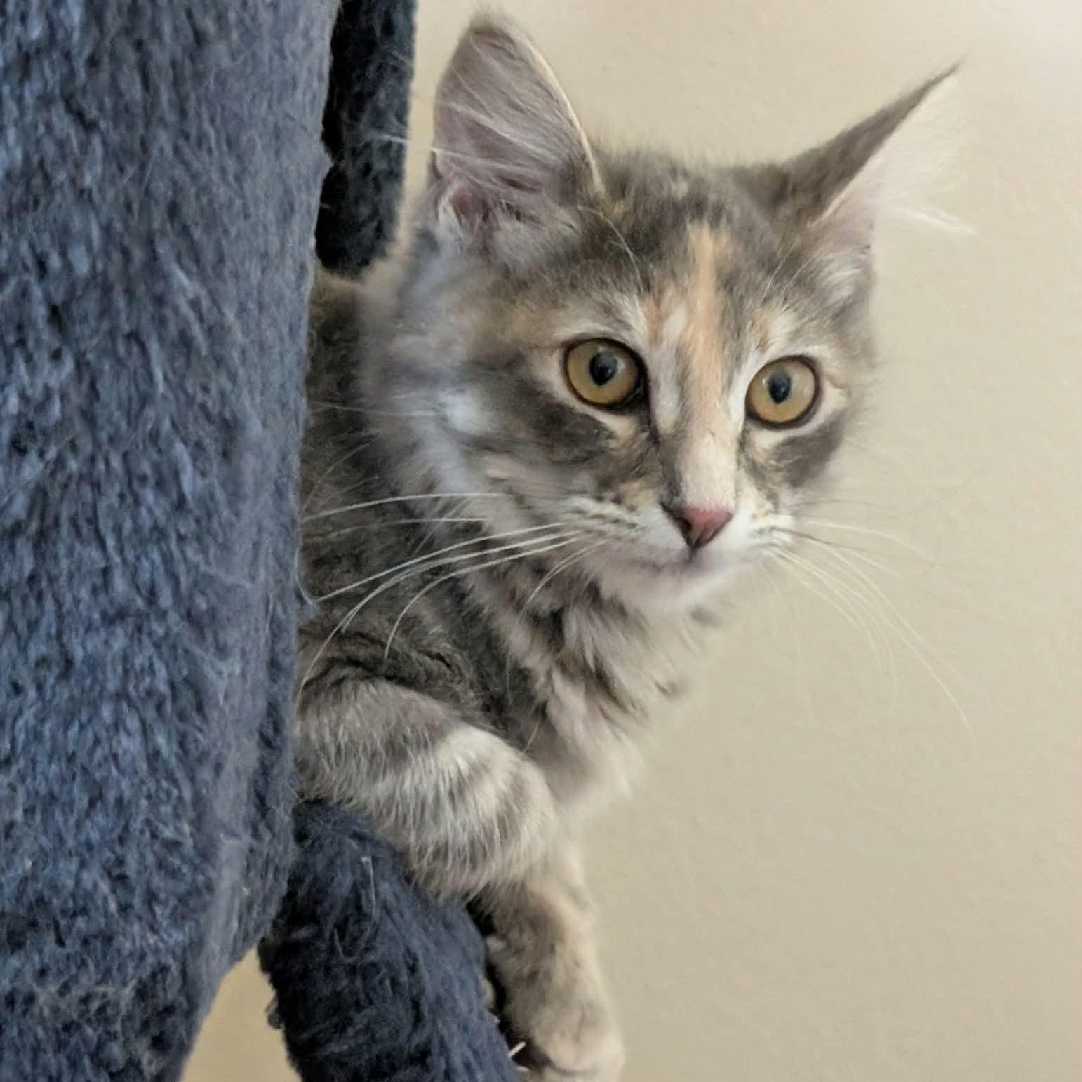 Enlarge Lisa - Simpson kitten, a ADOPTABLE mixed breed in Gladstone, OR image 3/6