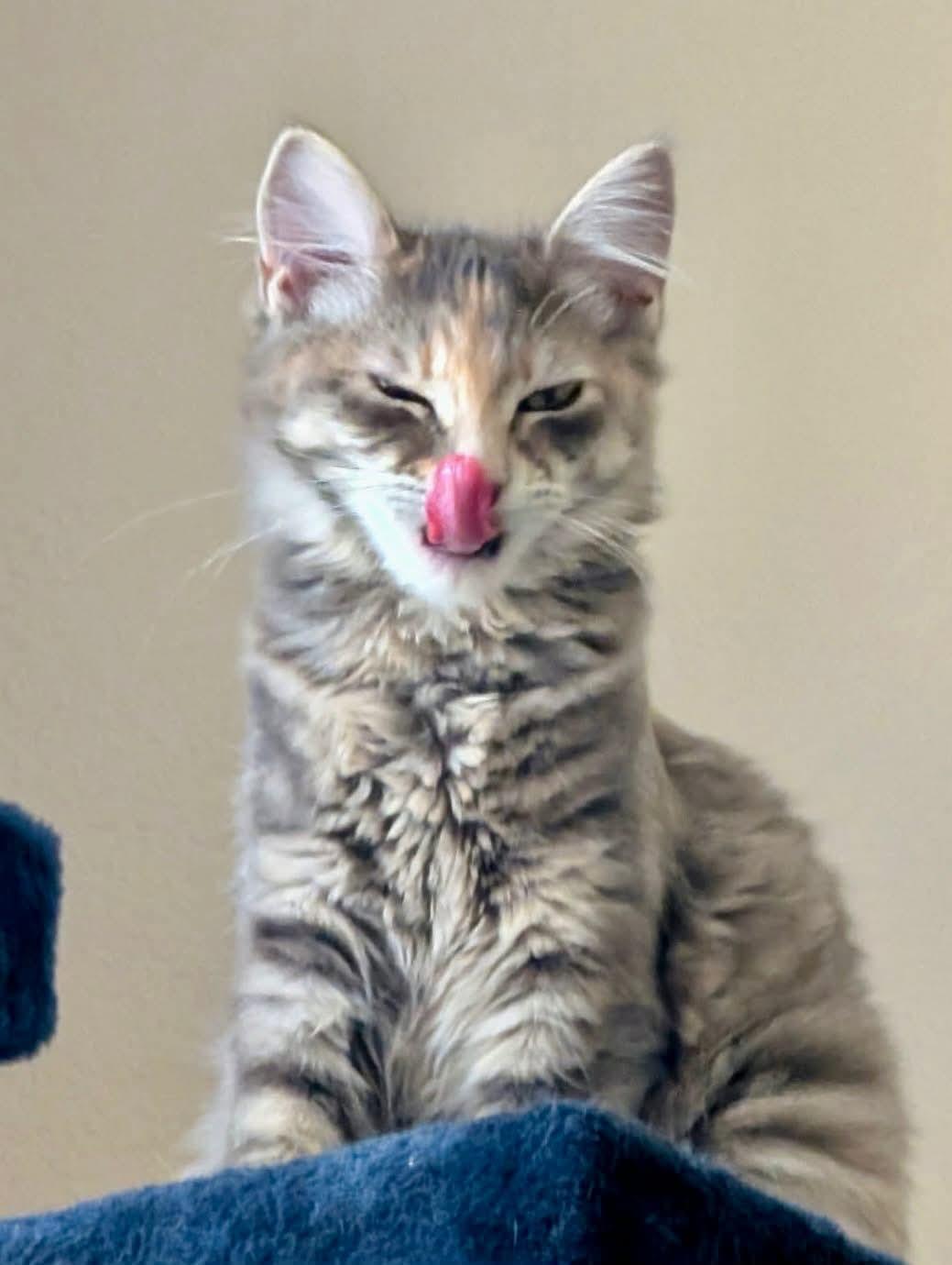 Enlarge Lisa - Simpson kitten, a ADOPTABLE mixed breed in Gladstone, OR image 2/6