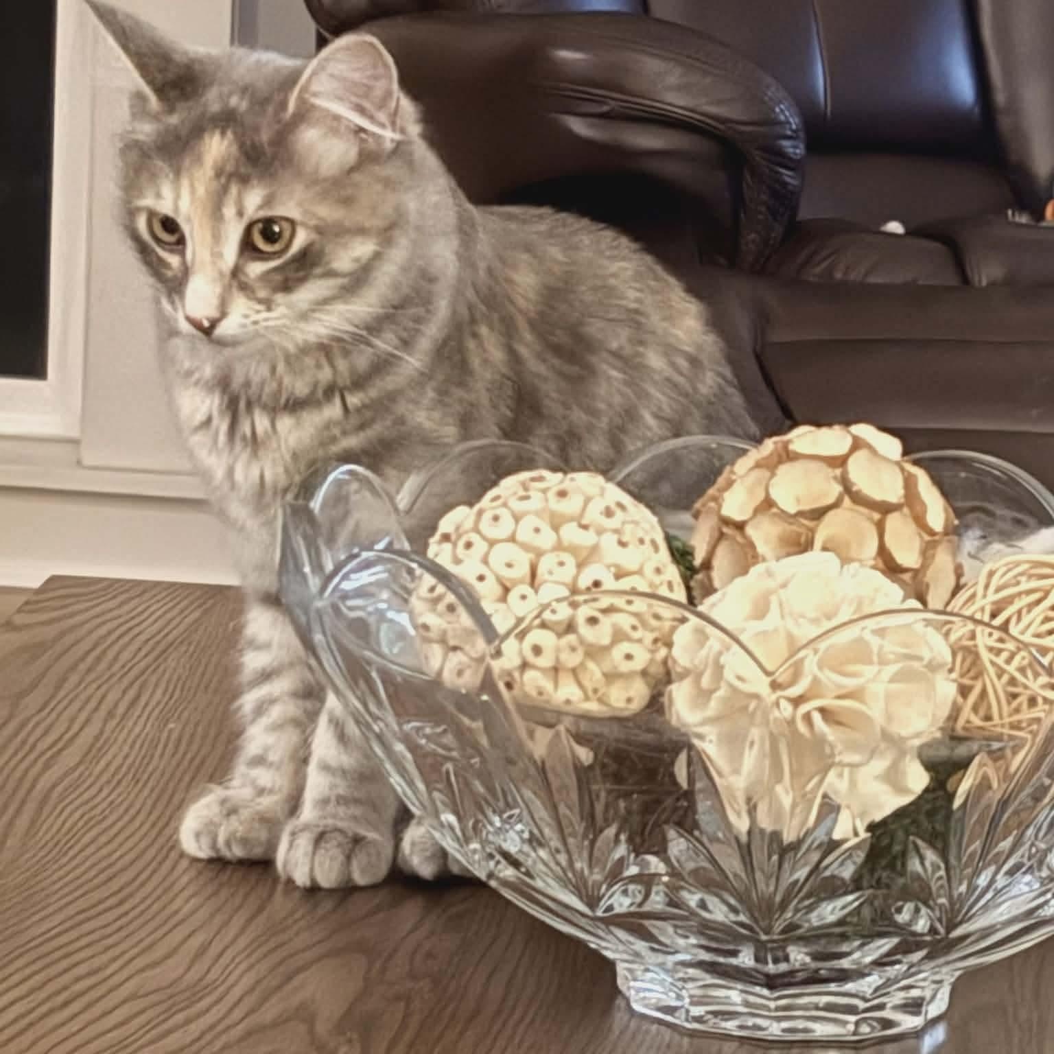 Enlarge Lisa - Simpson kitten, a ADOPTABLE mixed breed in Gladstone, OR image 4/6