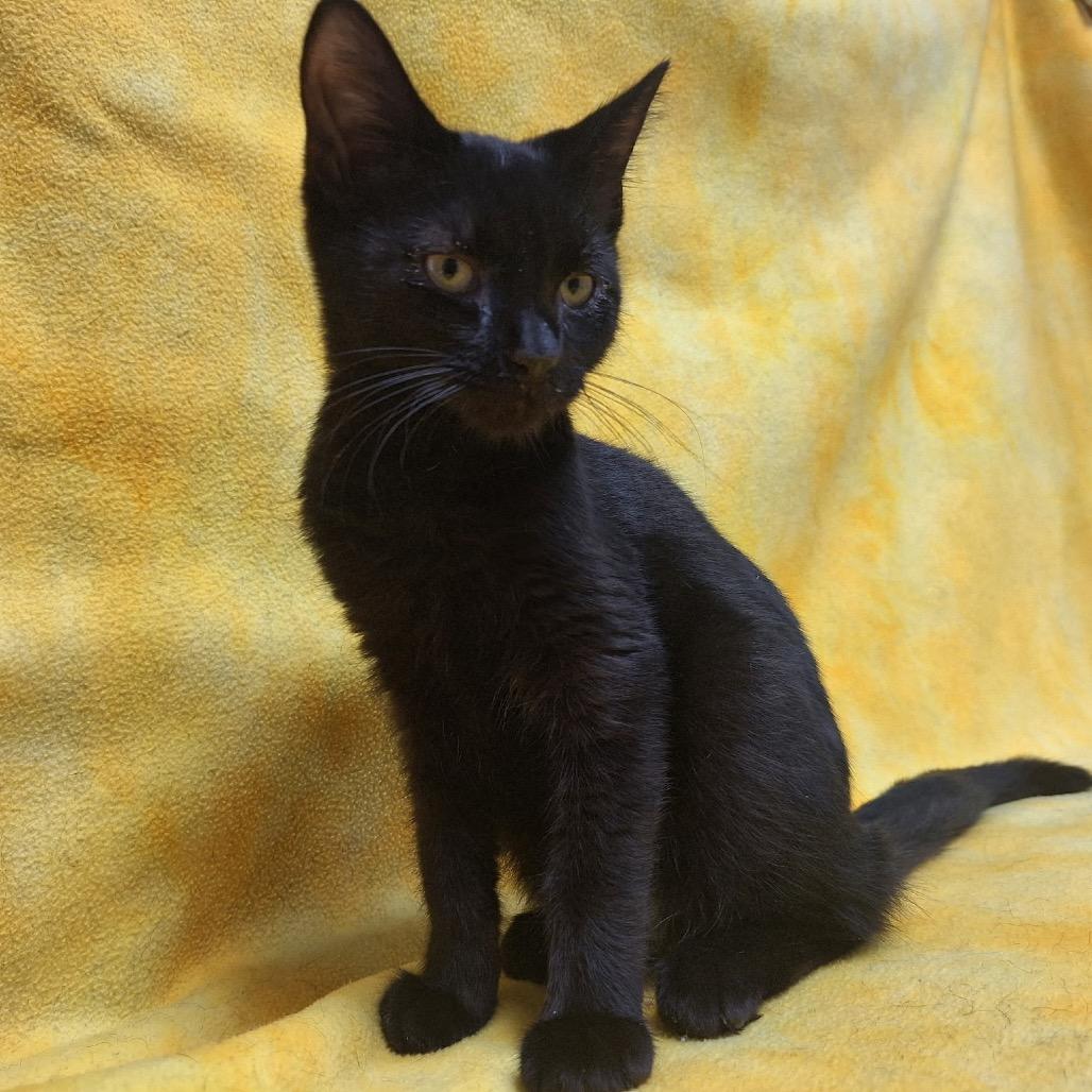 Enlarge Ulysses, a Adoptable Domestic Short Hair in Oak Hill, WV image 1/1