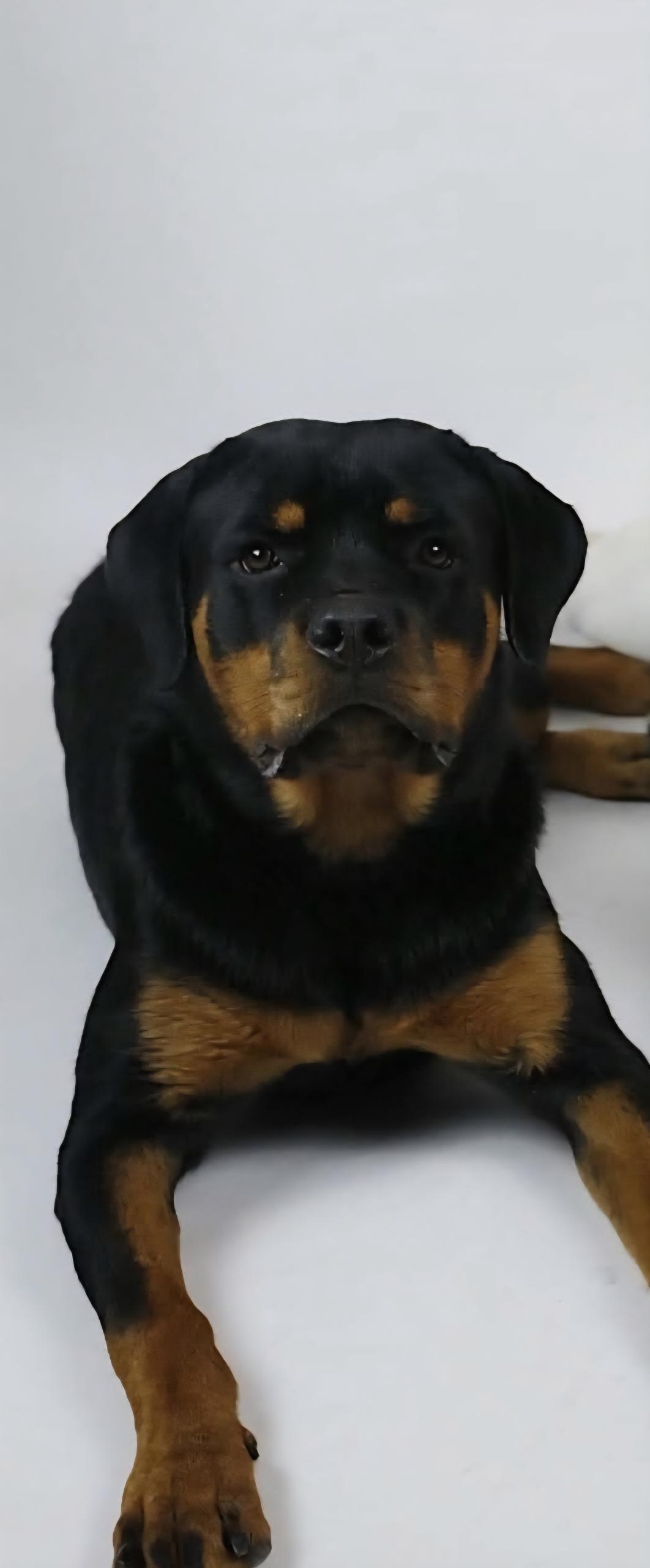Freya, Adult Female unknown
