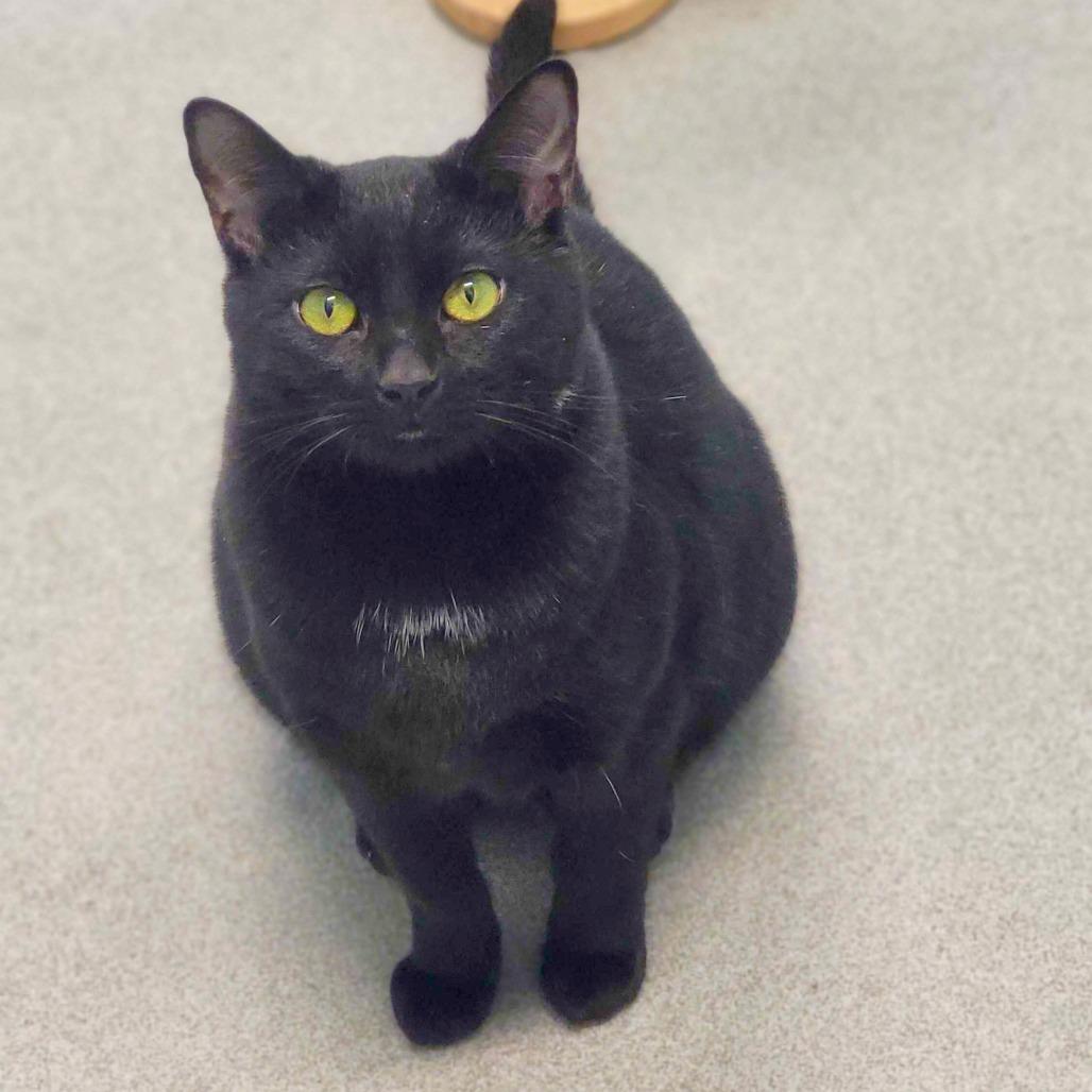 Frida Khalo, Adoptable, Young Female Domestic Short Hair.