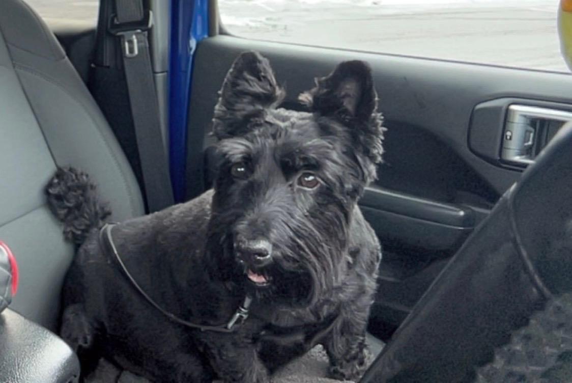 Enlarge Fergus , a ADOPTABLE Scottish Terrier in Rockaway, NJ image 2/2