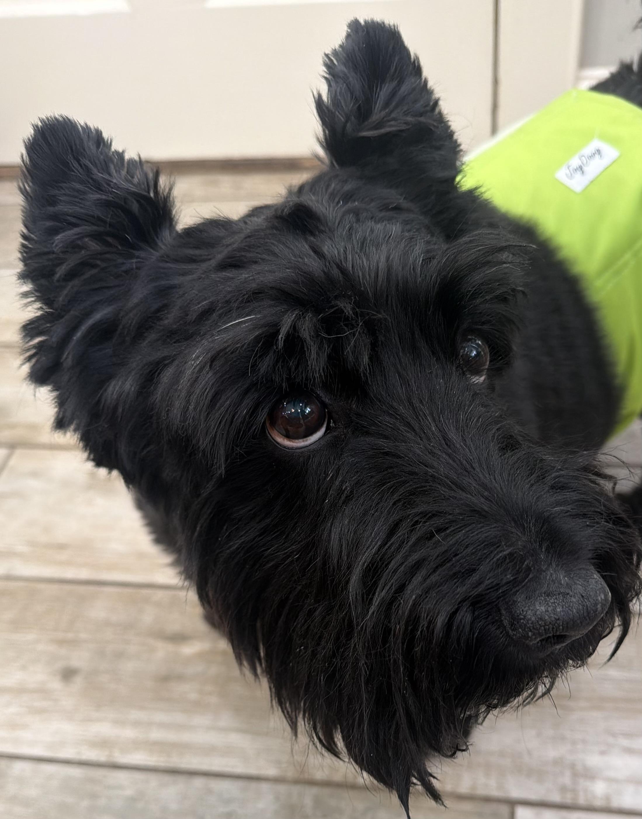 Fergus , ADOPTABLE, Adult Male Scottish Terrier.