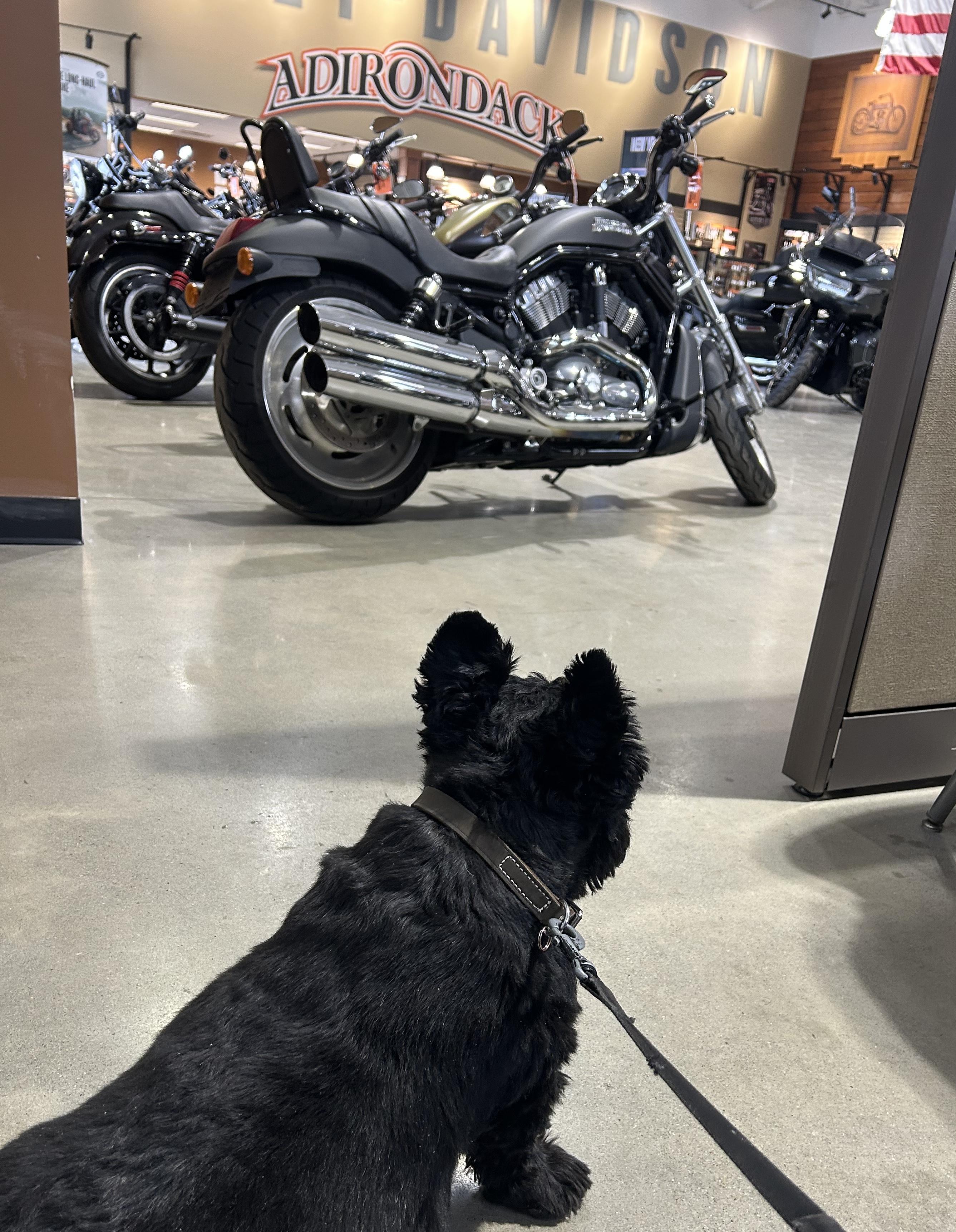 Enlarge Fergus , a ADOPTABLE Scottish Terrier in Rockaway, NJ image 3/4