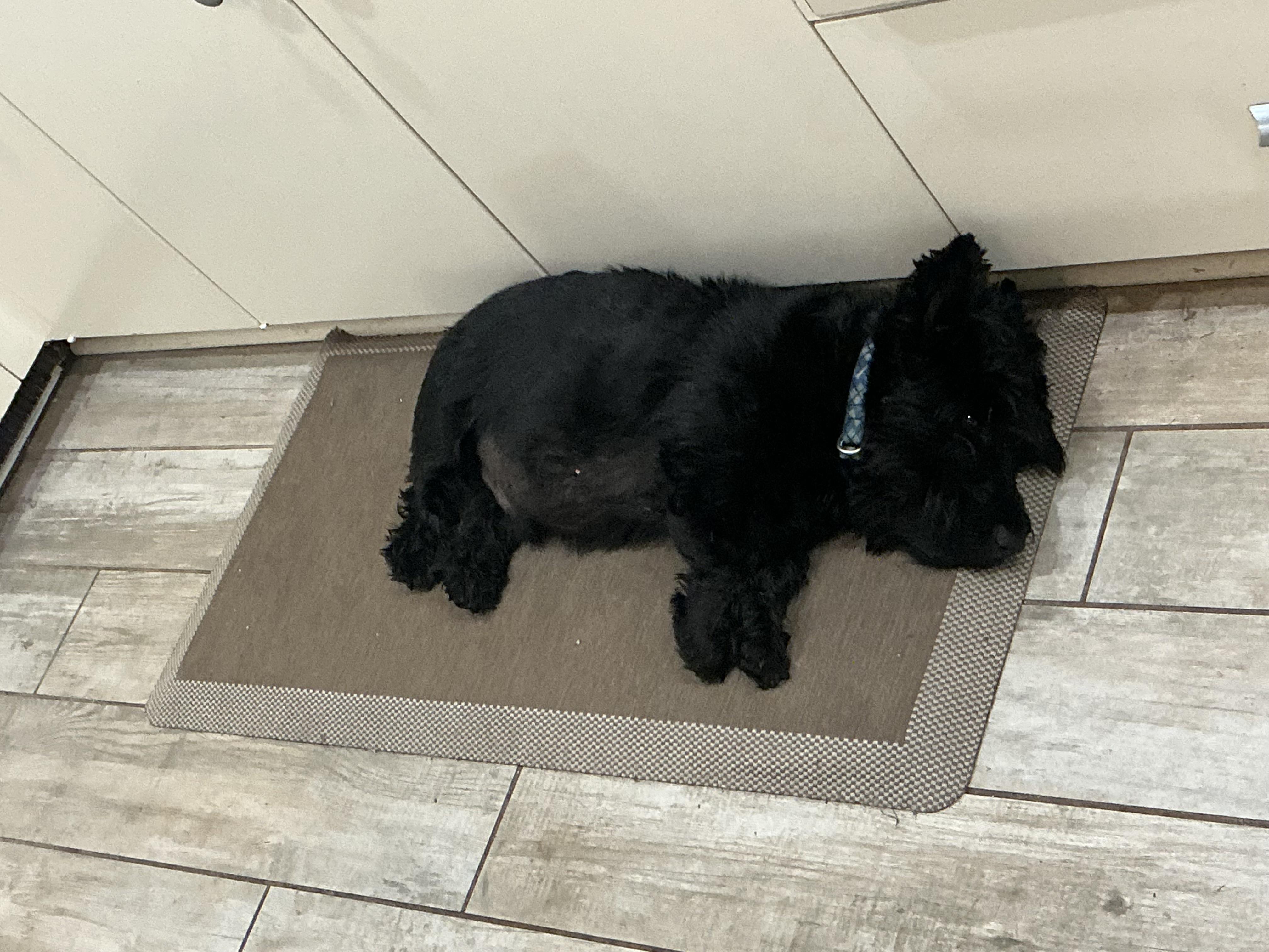 Enlarge Fergus , a ADOPTABLE Scottish Terrier in Rockaway, NJ image 4/4