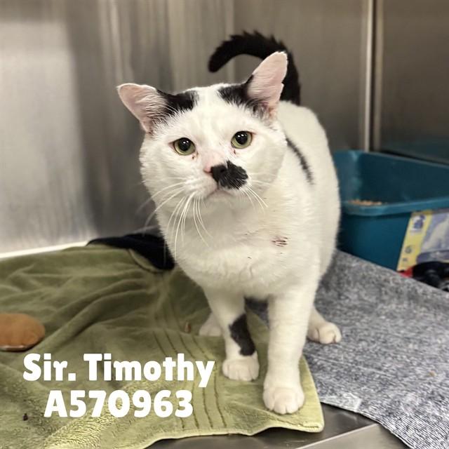 Enlarge SIR. TIMOTHY, a Adoptable Domestic Short Hair in Huntsville, AL image 1/1