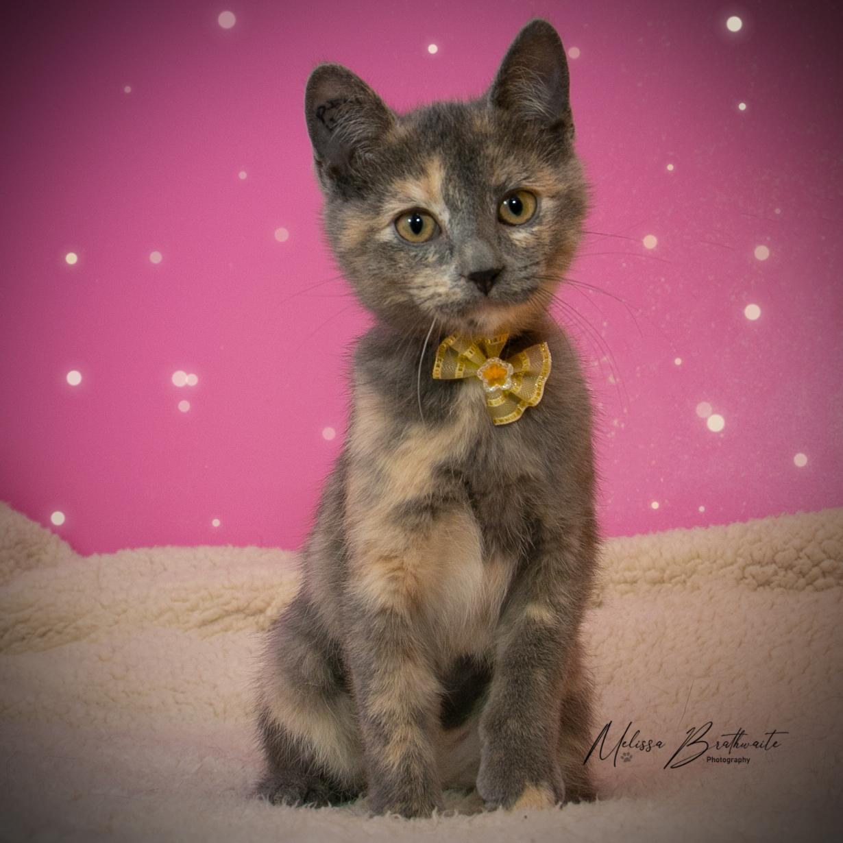 Enlarge Talula, a Adoptable Dilute Tortoiseshell in Calgary, AB image 3/4