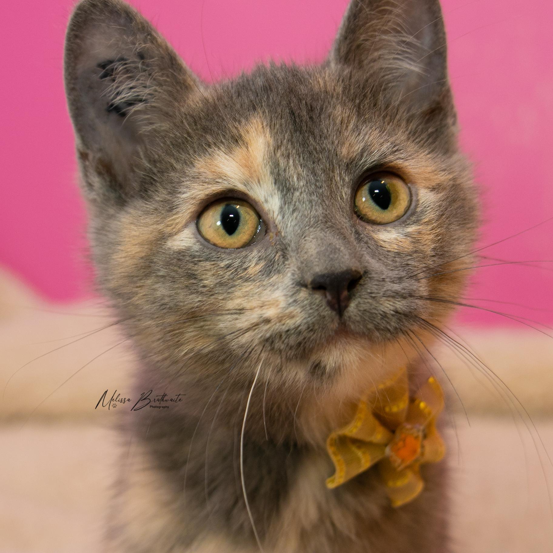 Enlarge Talula, a Adoptable Dilute Tortoiseshell in Calgary, AB image 2/4
