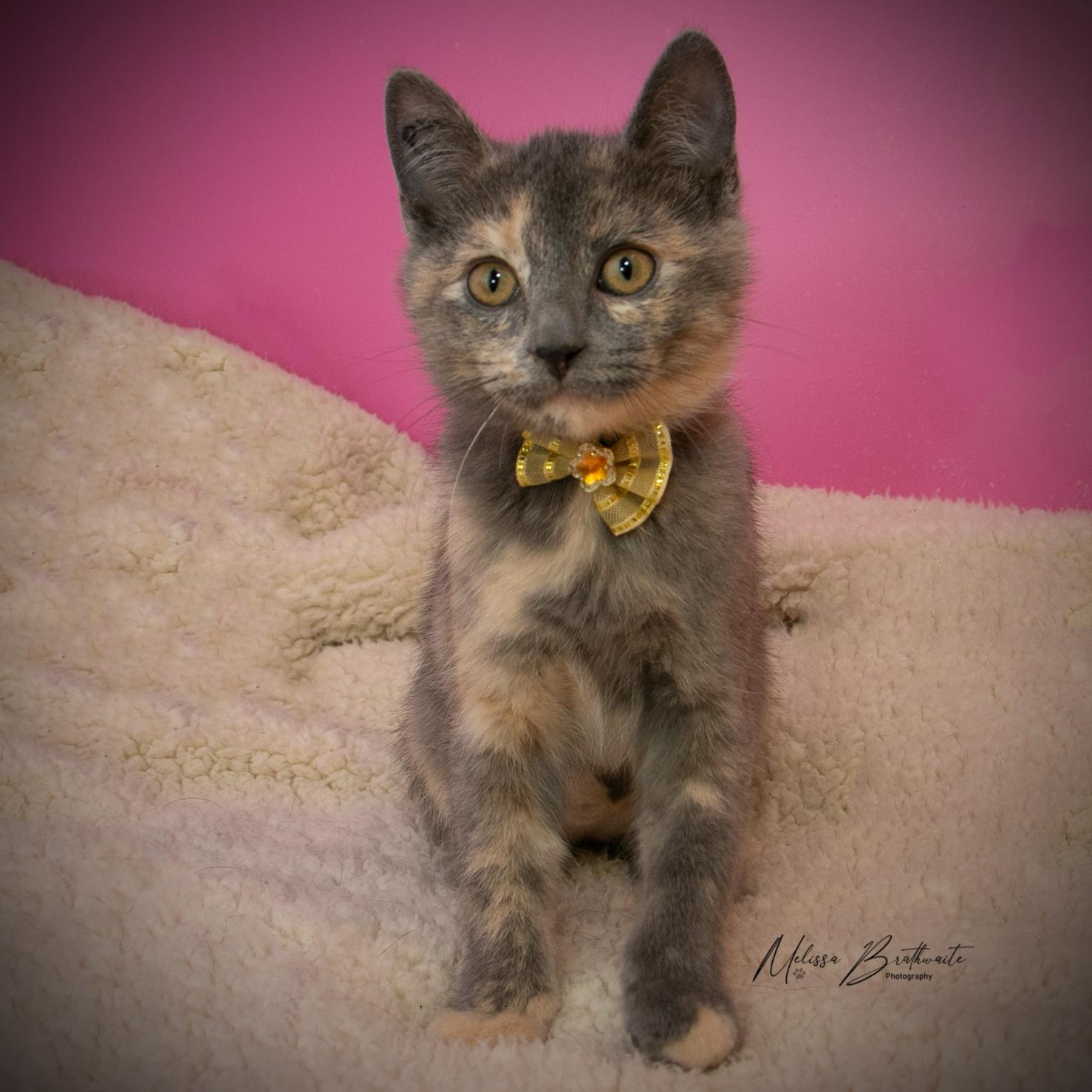 Talula, Adoptable, Kitten Female Dilute Tortoiseshell.