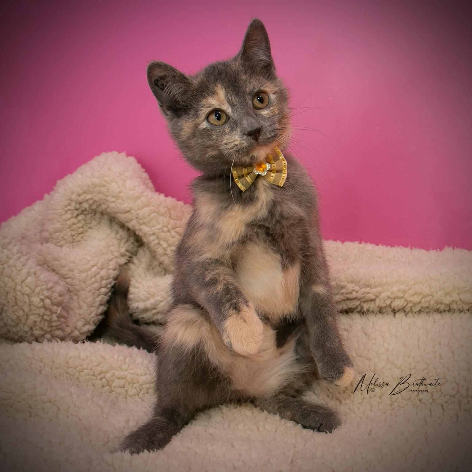 Enlarge Talula, a Adoptable Dilute Tortoiseshell in Calgary, AB image 4/4