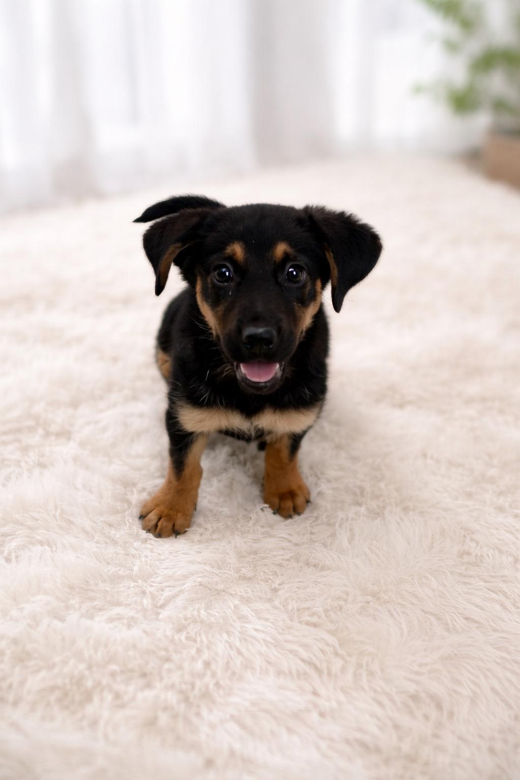 Enlarge Dani #0078, a ADOPTABLE mixed breed in Waldorf, MD image 1/1