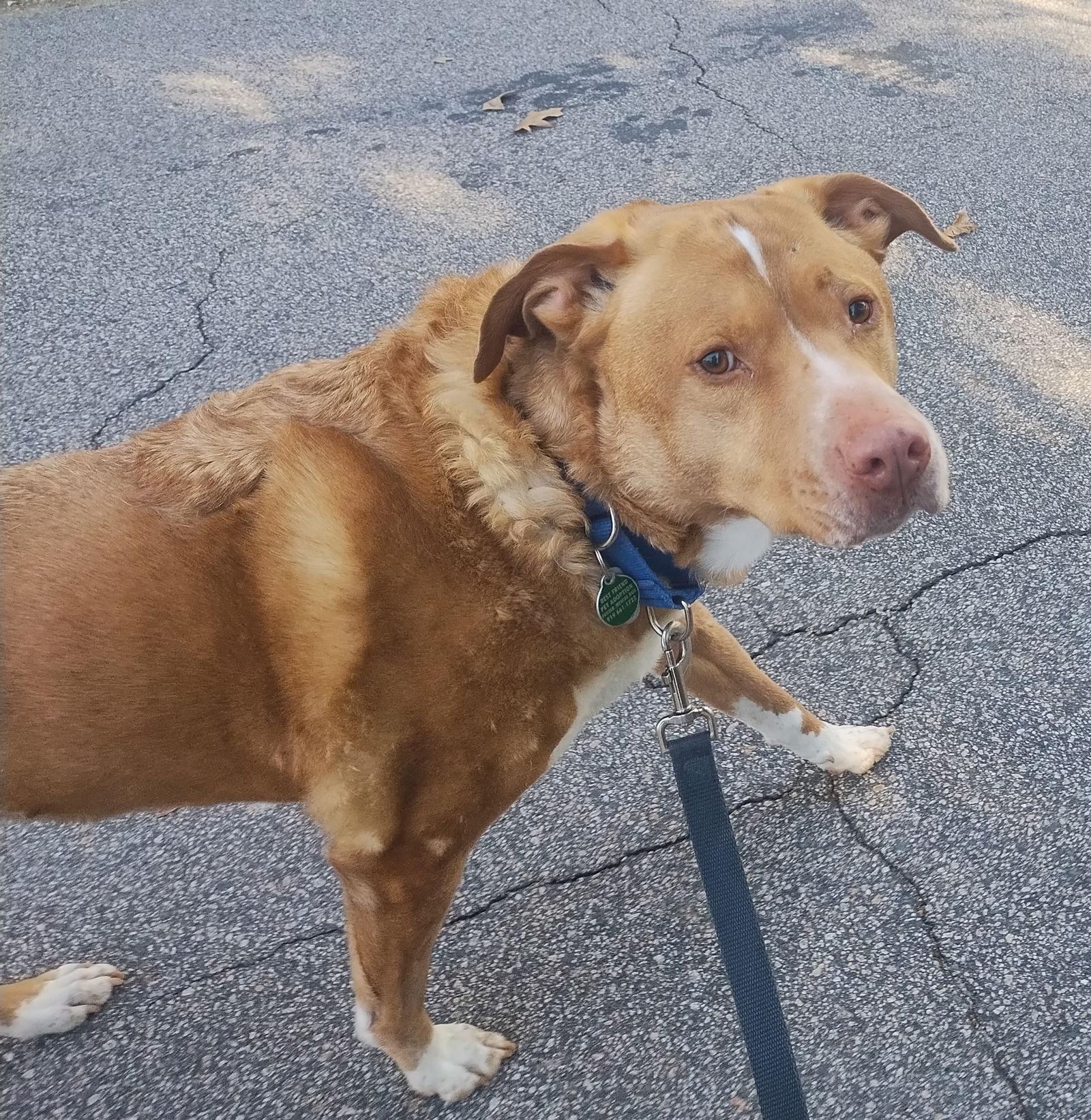 Herbie, Adoptable, Adult Male Labrador Retriever & Hound.