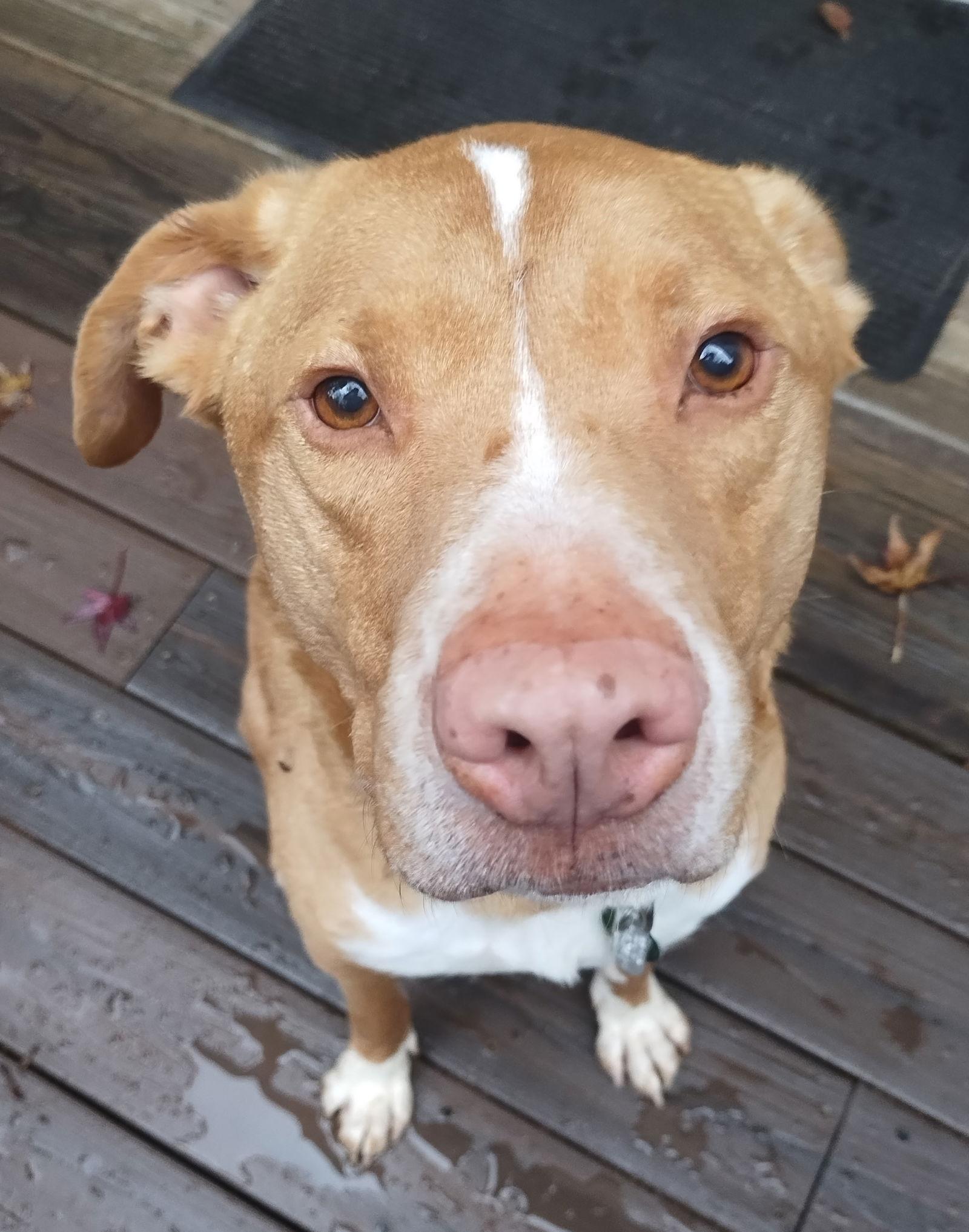 Herbie, Adoptable, Adult Male Labrador Retriever & Hound.