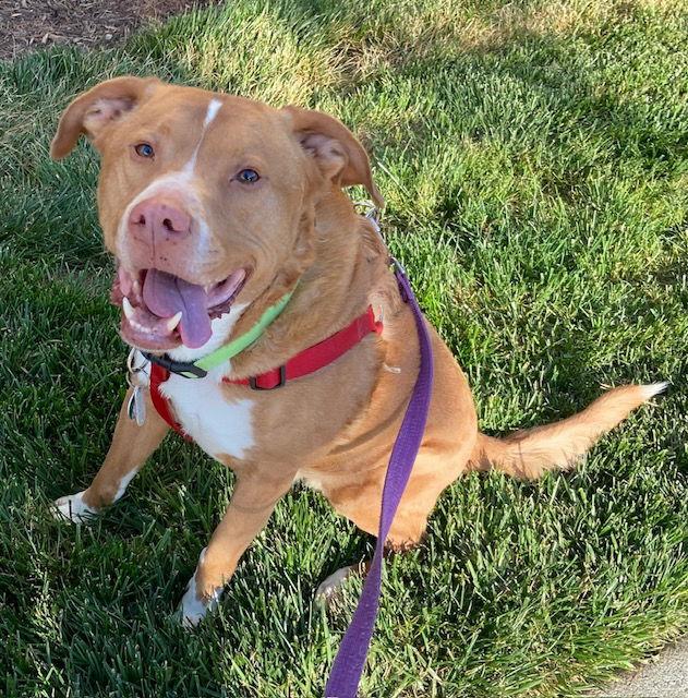 Herbie, a Adoptable mixed breed in Cary, NC image 2/3