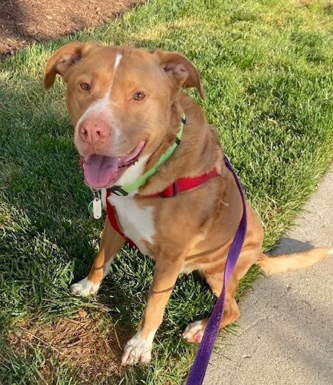 Herbie, a Adoptable mixed breed in Cary, NC image 3/3