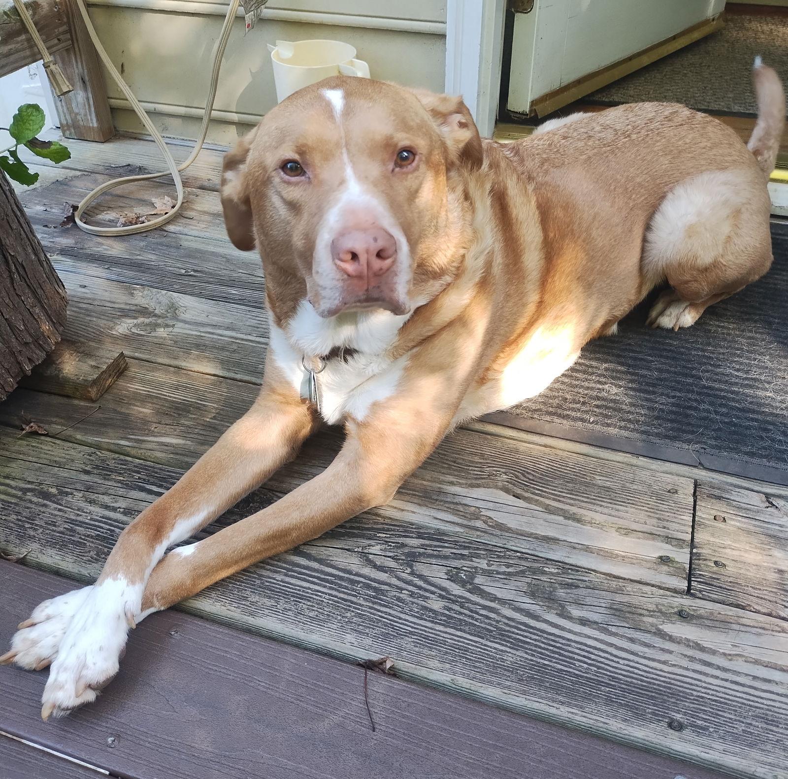 Enlarge Herbie, a Adoptable mixed breed in Cary, NC image 3/3