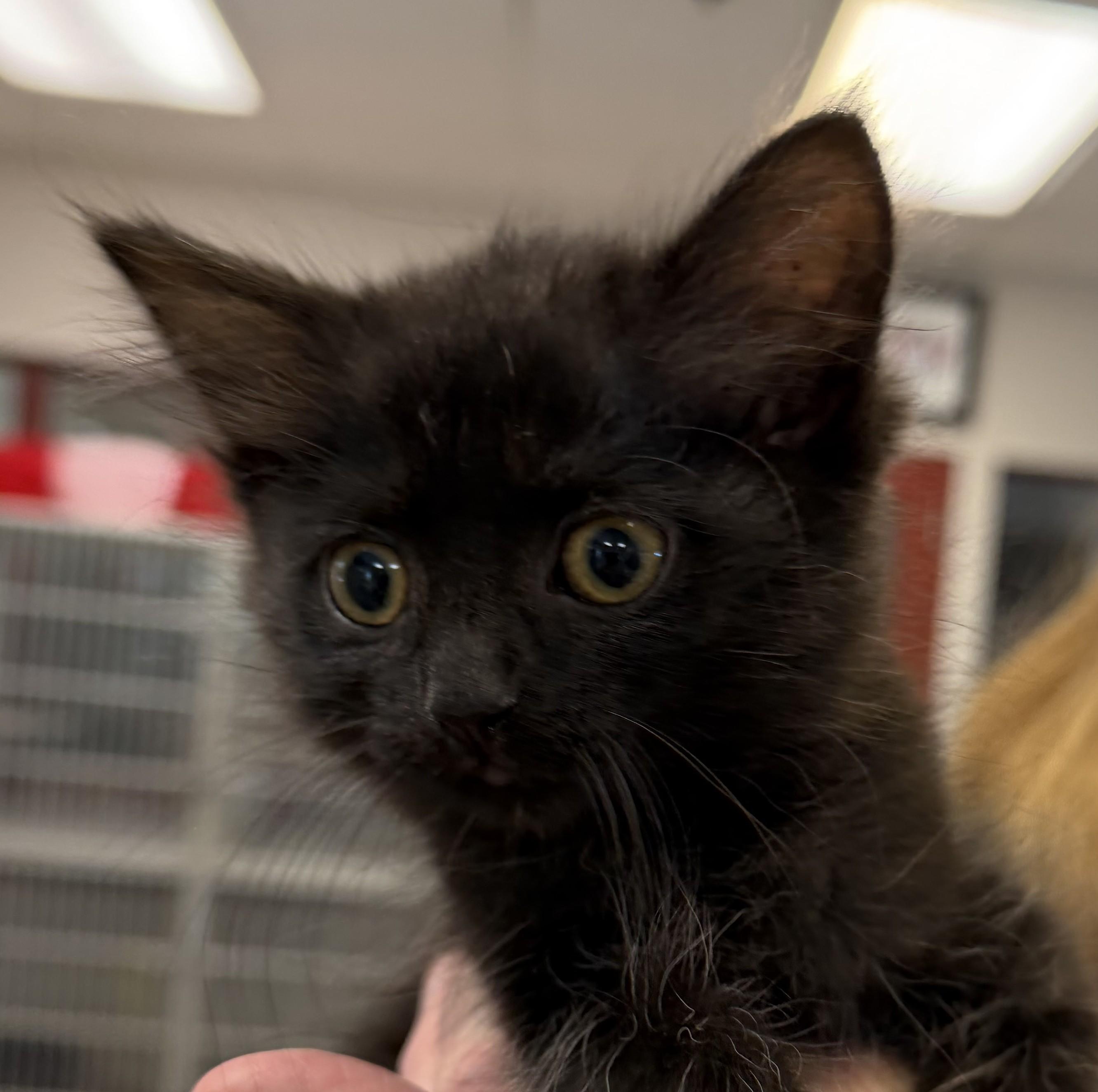 Ingrid, an adopted mixed breed in Slidell, LA image 2/4