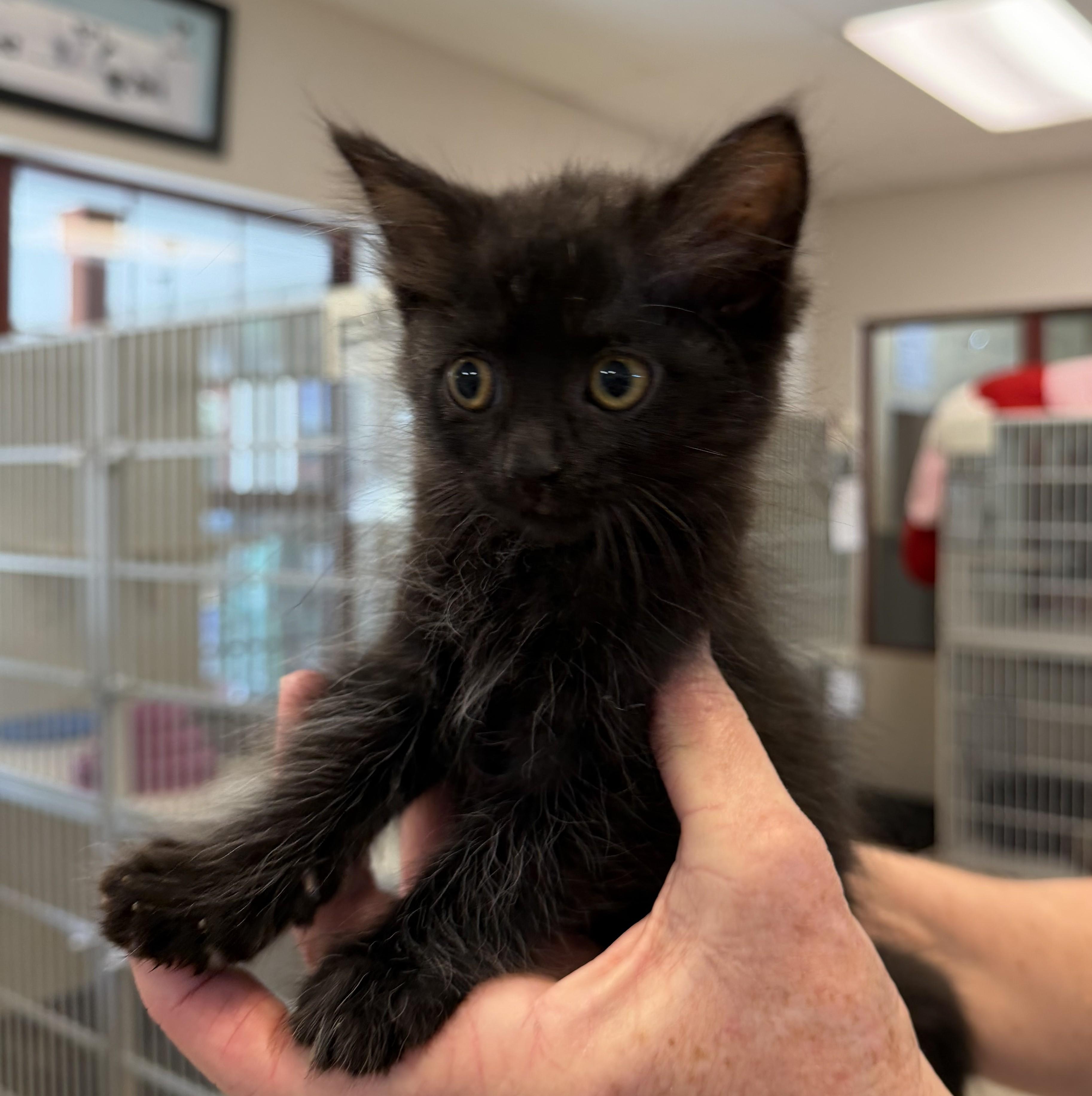 Ingrid, an adopted mixed breed in Slidell, LA image 3/4