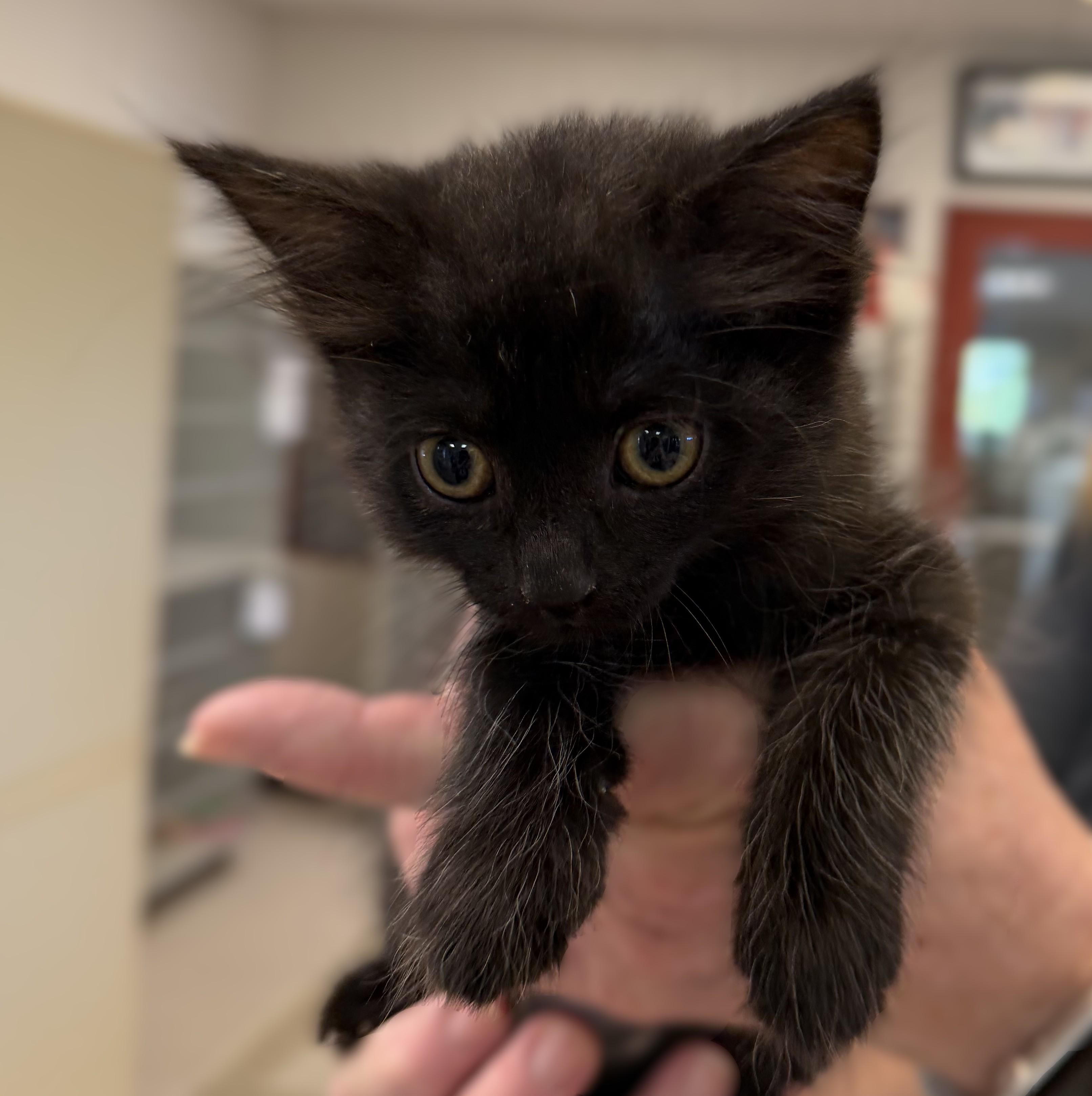 Ingrid, adopted, Kitten Female Domestic Medium Hair.