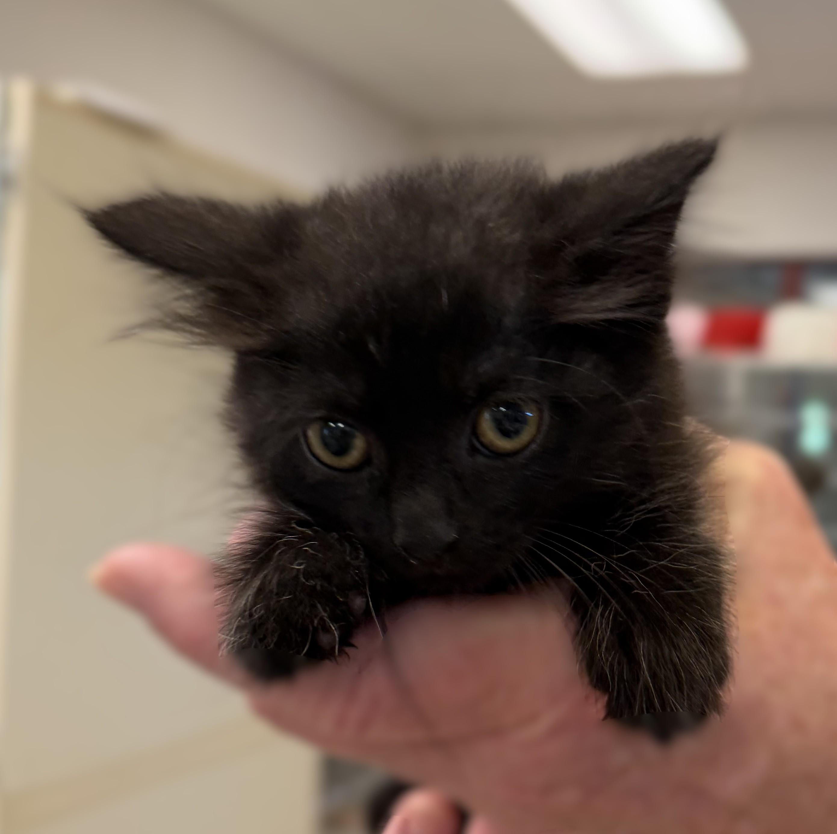 Ingrid, an adopted mixed breed in Slidell, LA image 4/4