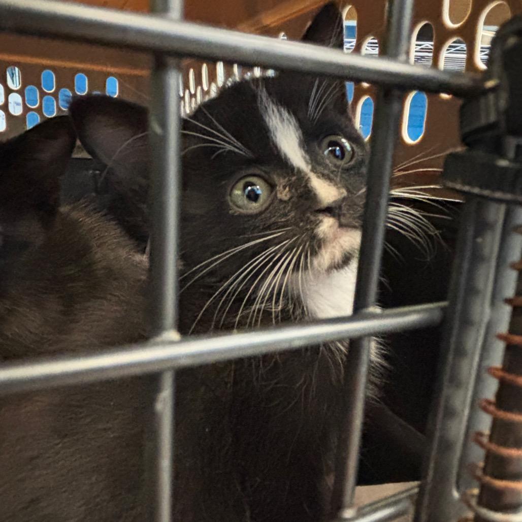 Pinto, Adoptable, Kitten Male Domestic Short Hair.