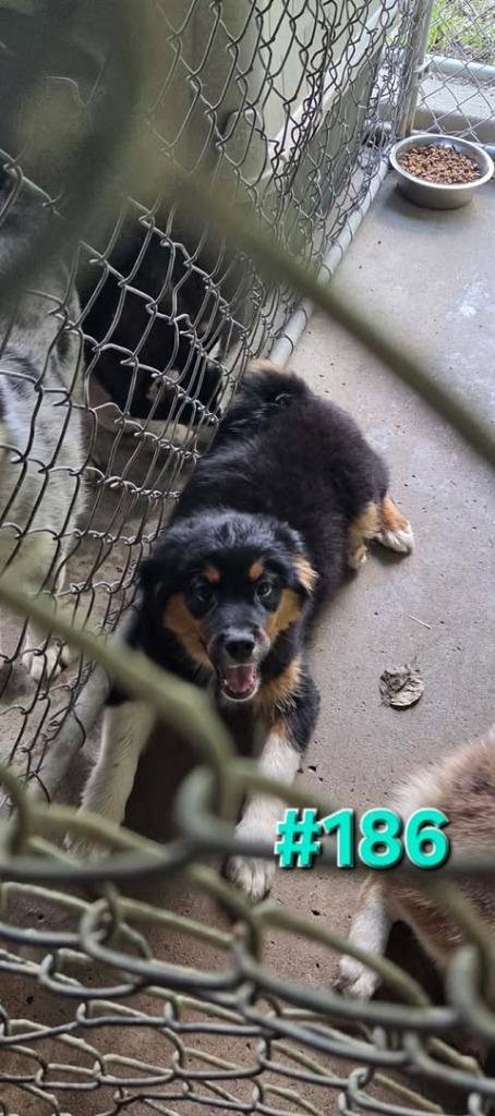 Rocco, Adopted, Puppy Male Bernese Mountain Dog & Mixed Breed.