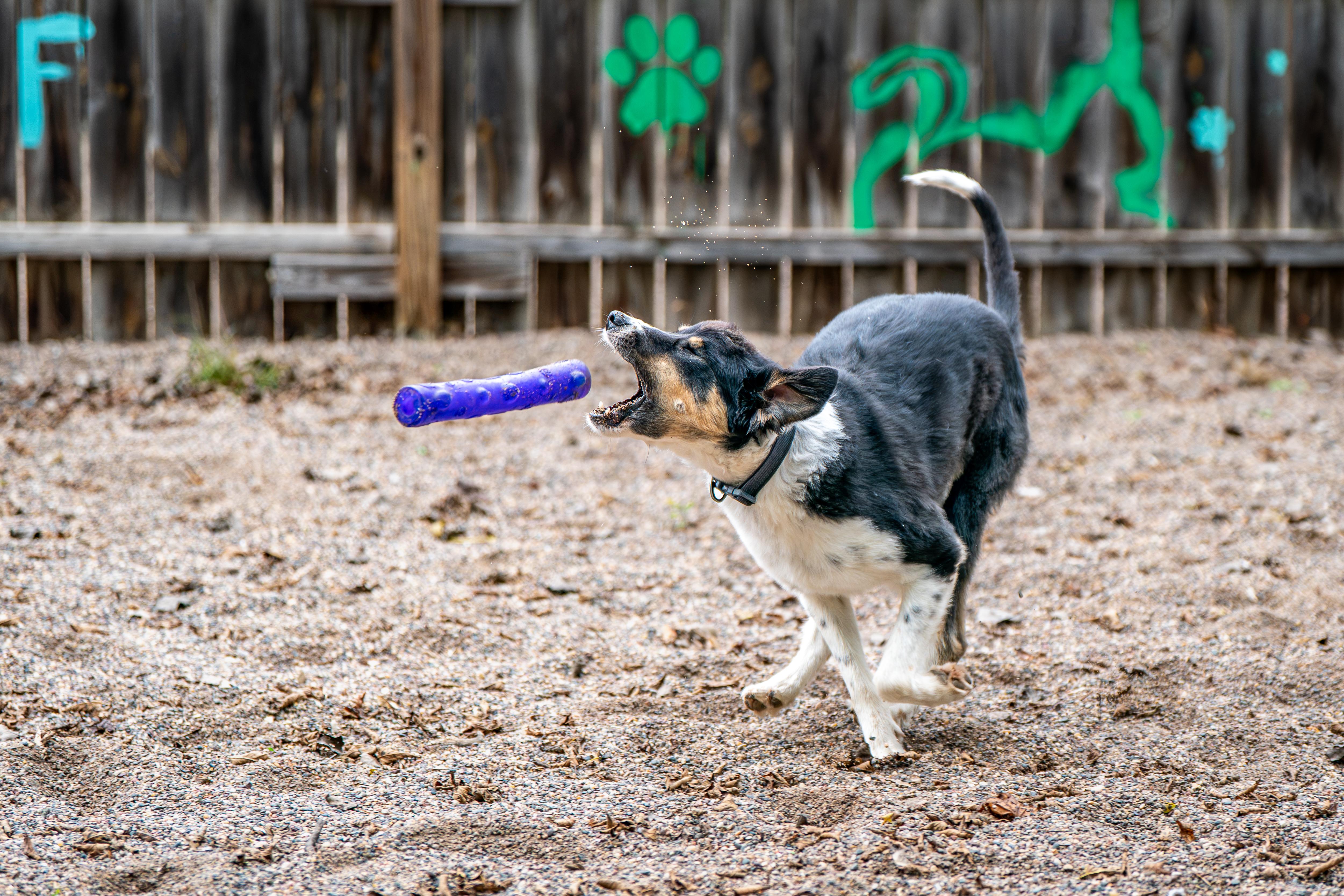 Enlarge Daisy, a Adoptable mixed breed in Red Wing, MN image 6/6
