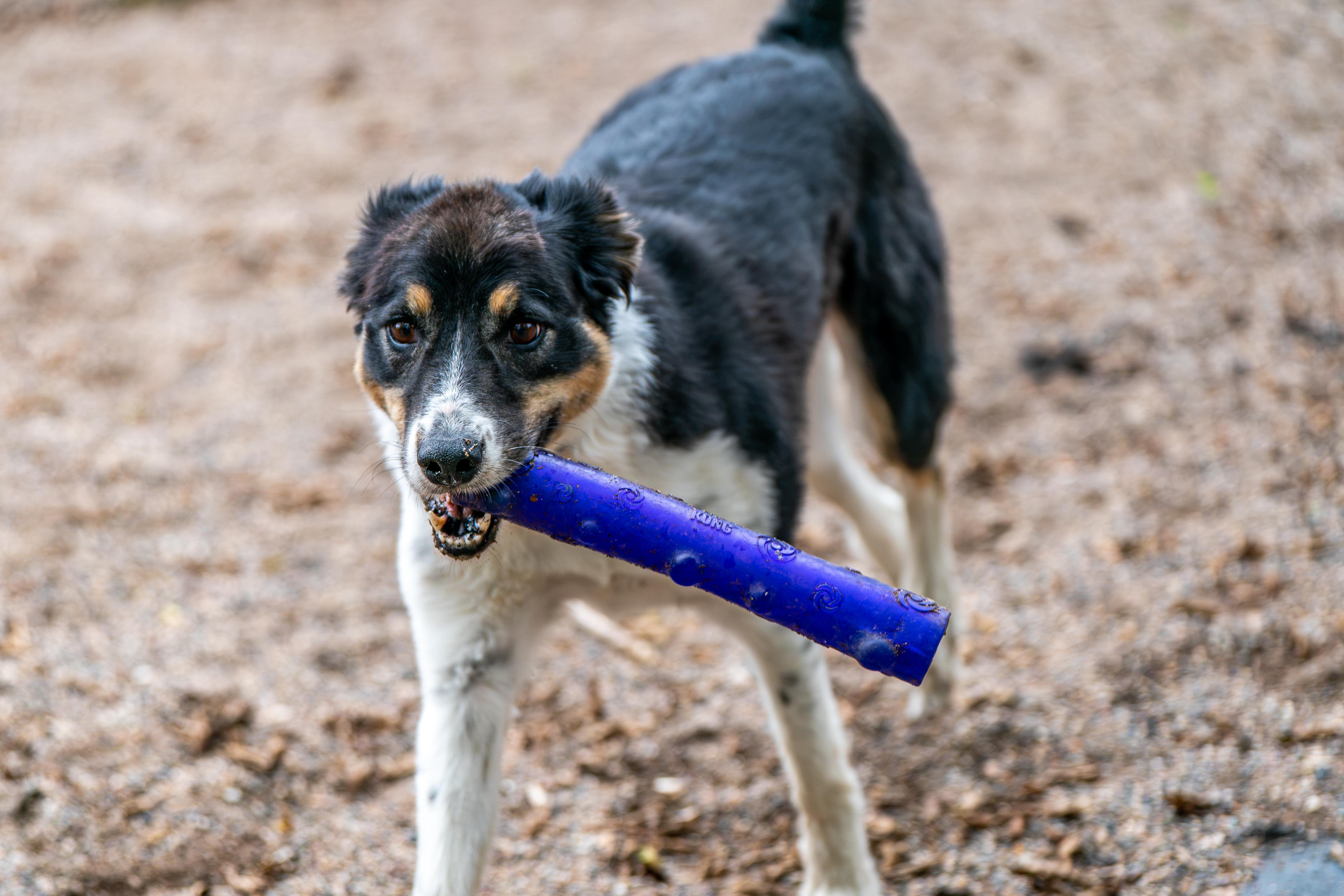 Enlarge Daisy, a Adoptable mixed breed in Red Wing, MN image 2/6