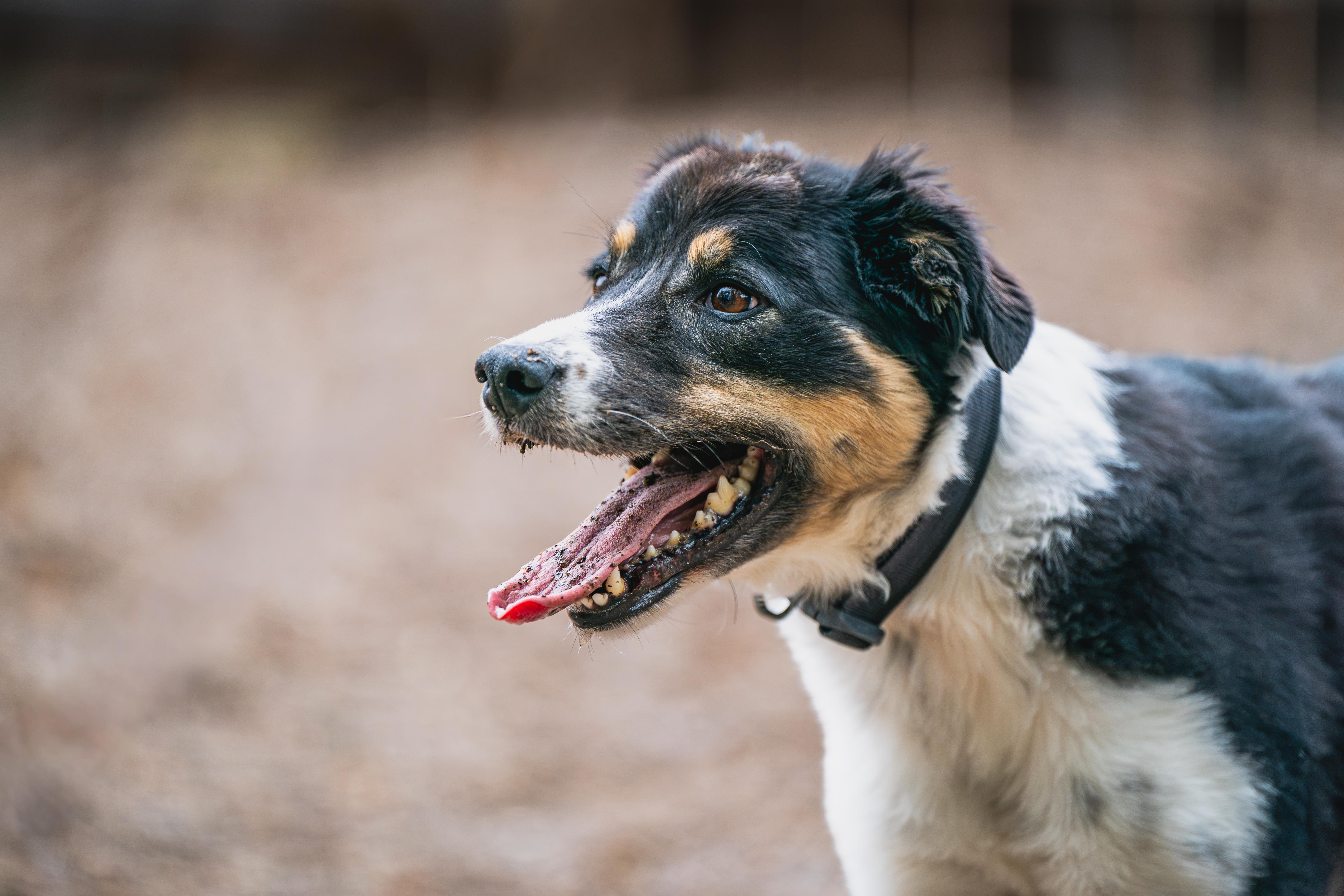 Enlarge Daisy, a Adoptable mixed breed in Red Wing, MN image 3/6