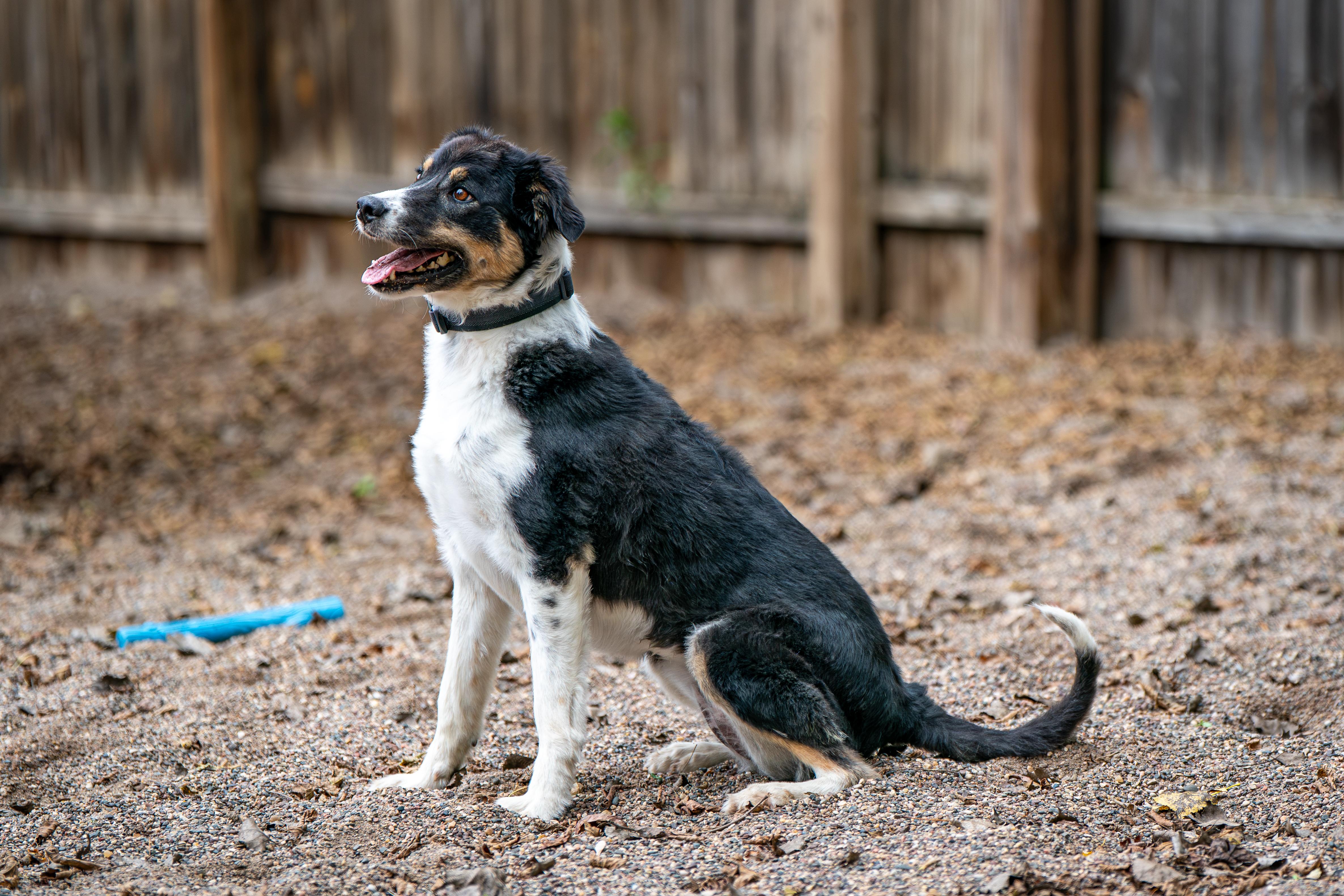 Enlarge Daisy, a Adoptable mixed breed in Red Wing, MN image 5/6