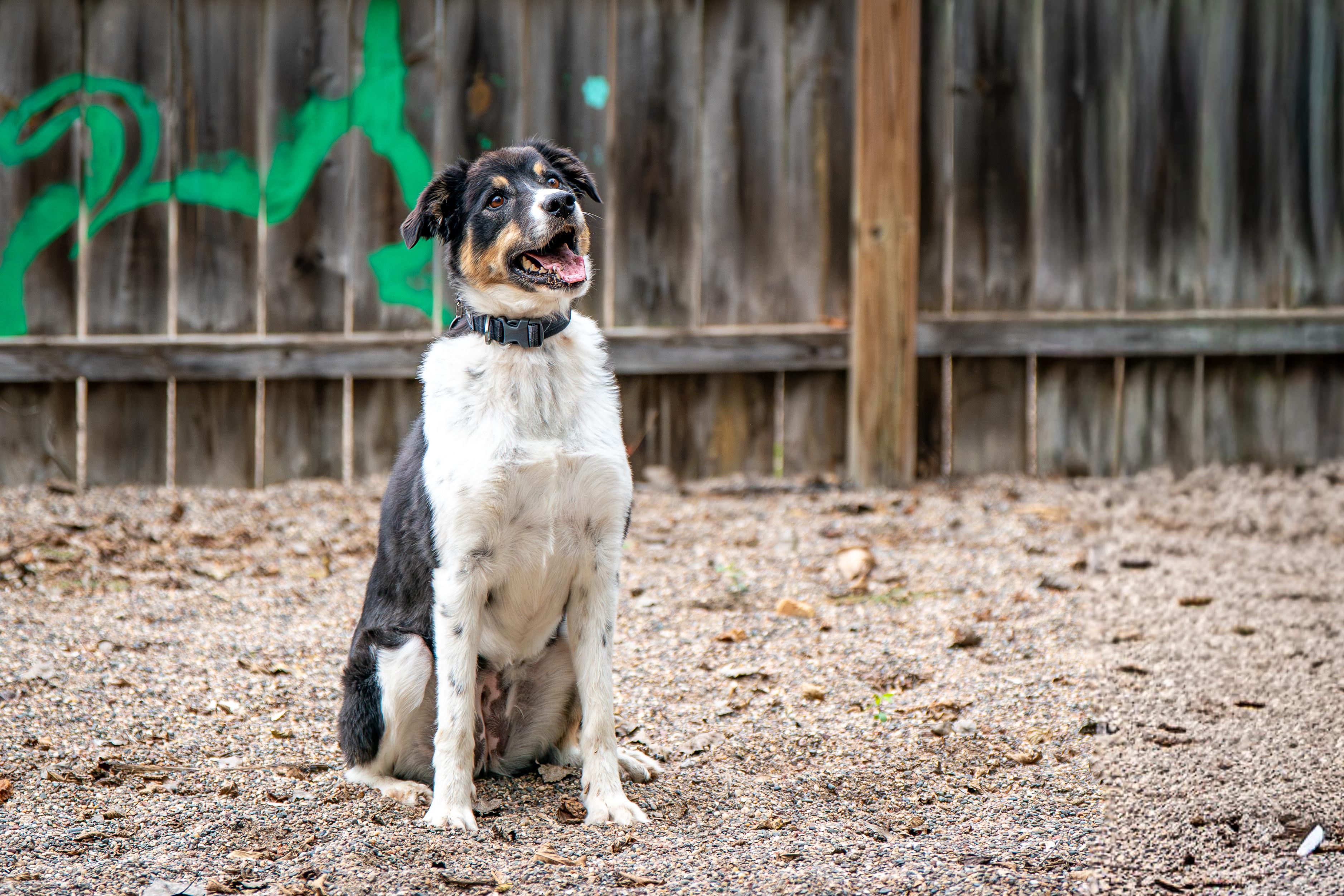 Enlarge Daisy, a Adoptable mixed breed in Red Wing, MN image 1/6