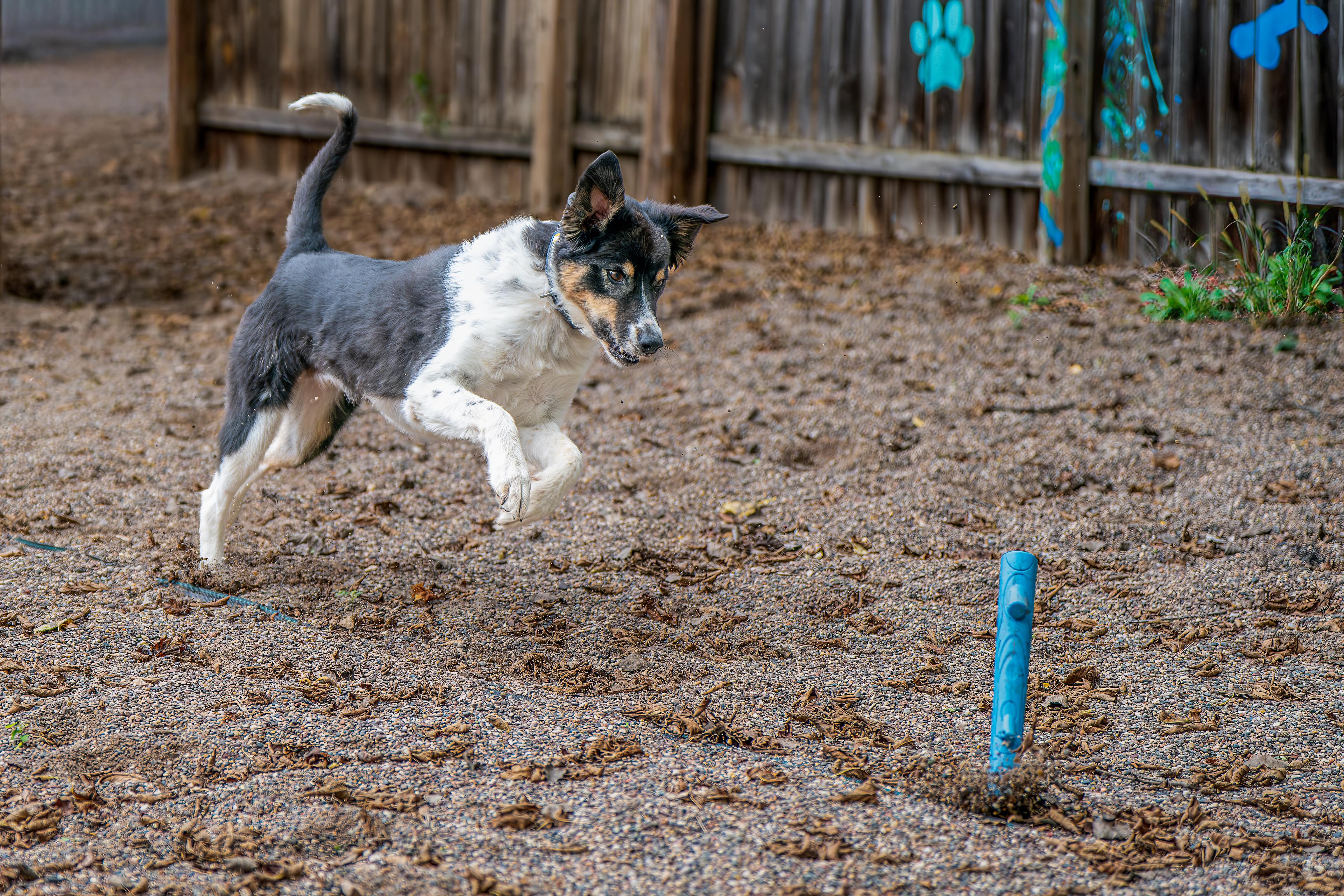 Enlarge Daisy, a Adoptable mixed breed in Red Wing, MN image 4/6