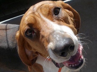 Buddy, a Adoptable Treeing Walker Coonhound in Anaconda, MT image 5/6
