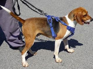 Buddy, a Adoptable Treeing Walker Coonhound in Anaconda, MT image 3/6