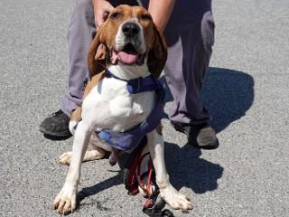 Buddy, a Adoptable Treeing Walker Coonhound in Anaconda, MT image 2/6