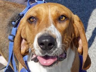 Buddy, Adoptable, Adult Male Treeing Walker Coonhound.