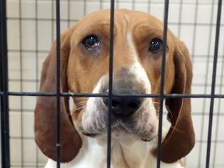 Buddy, a Adoptable Treeing Walker Coonhound in Anaconda, MT image 6/6