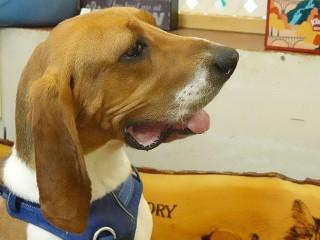 Buddy, an adoptable Treeing Walker Coonhound in Anaconda, MT, 59711 | Photo Image 4