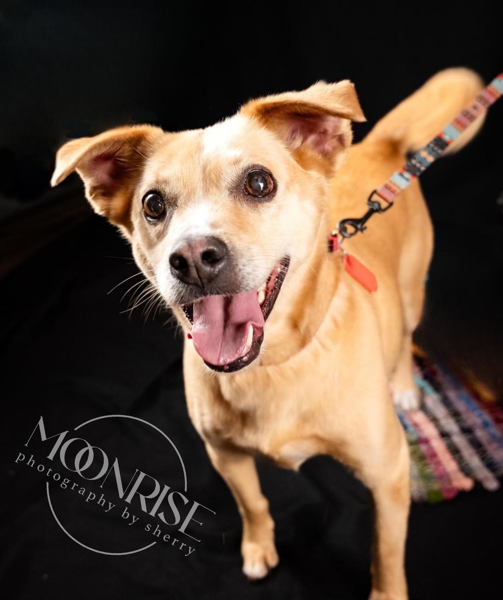 Louann, Senior Female Mixed Breed