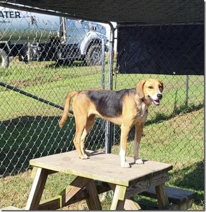 Foxy Sweet 2 year old 40 pounds Darling Pup